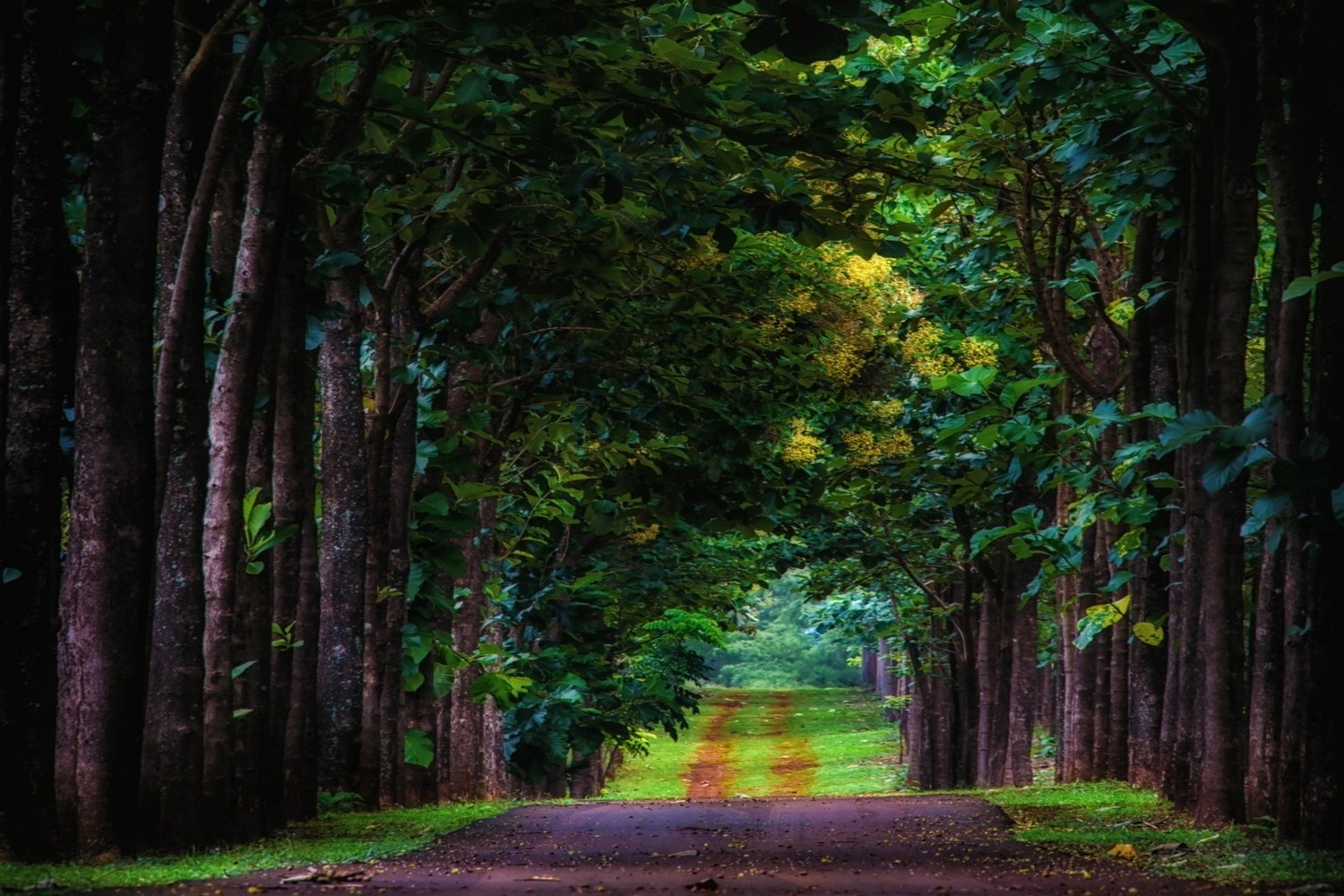 Nature Landscape Road Trees Grass Kauai Green Tunnel Leaves 1500x1000