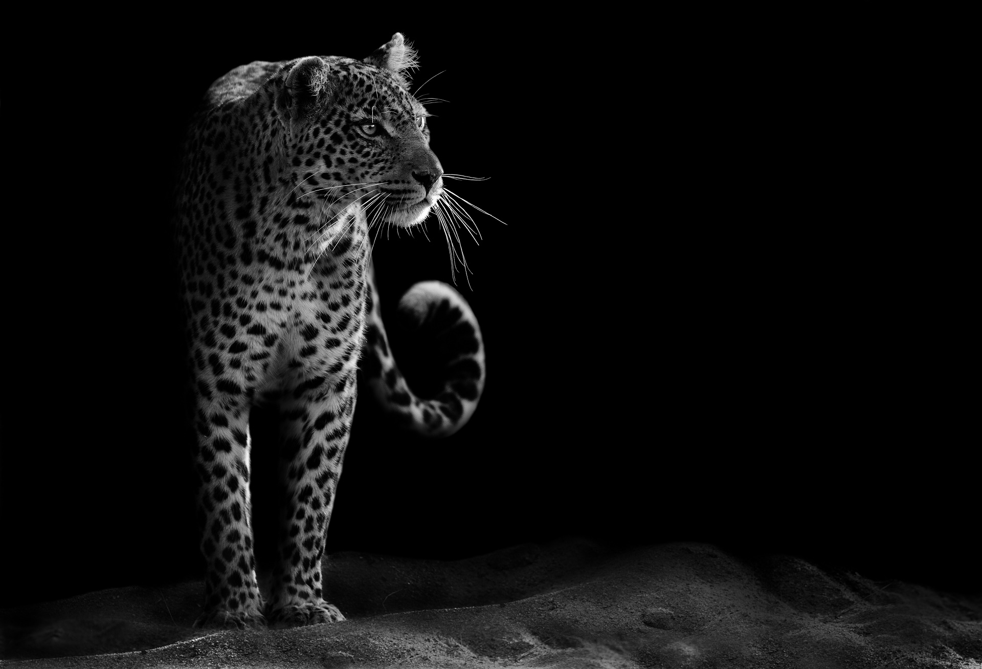 Wildcat Black Amp White Leopard 1920x1307