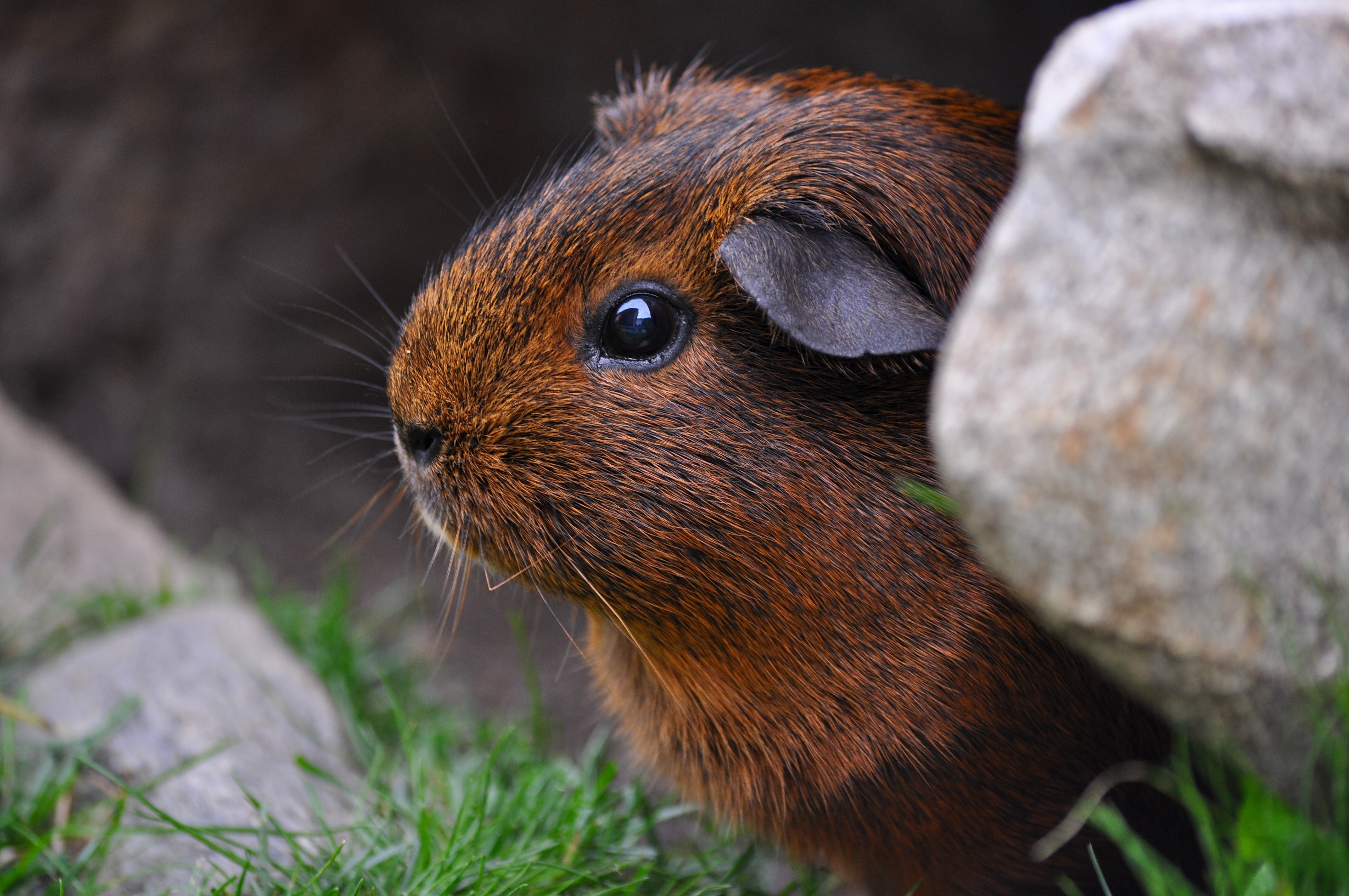 Guinea Pig Rodent 4288x2848