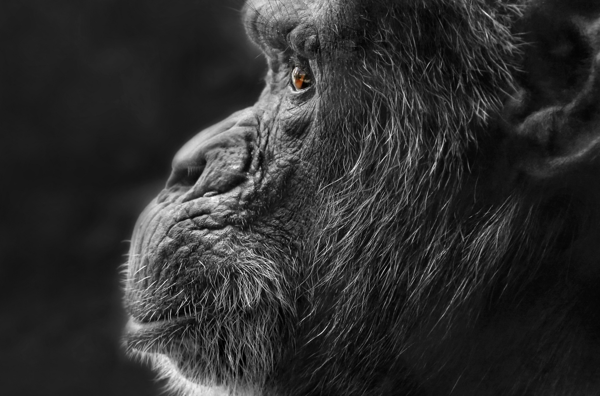Selective Coloring Face Profile Animals Apes 2048x1351