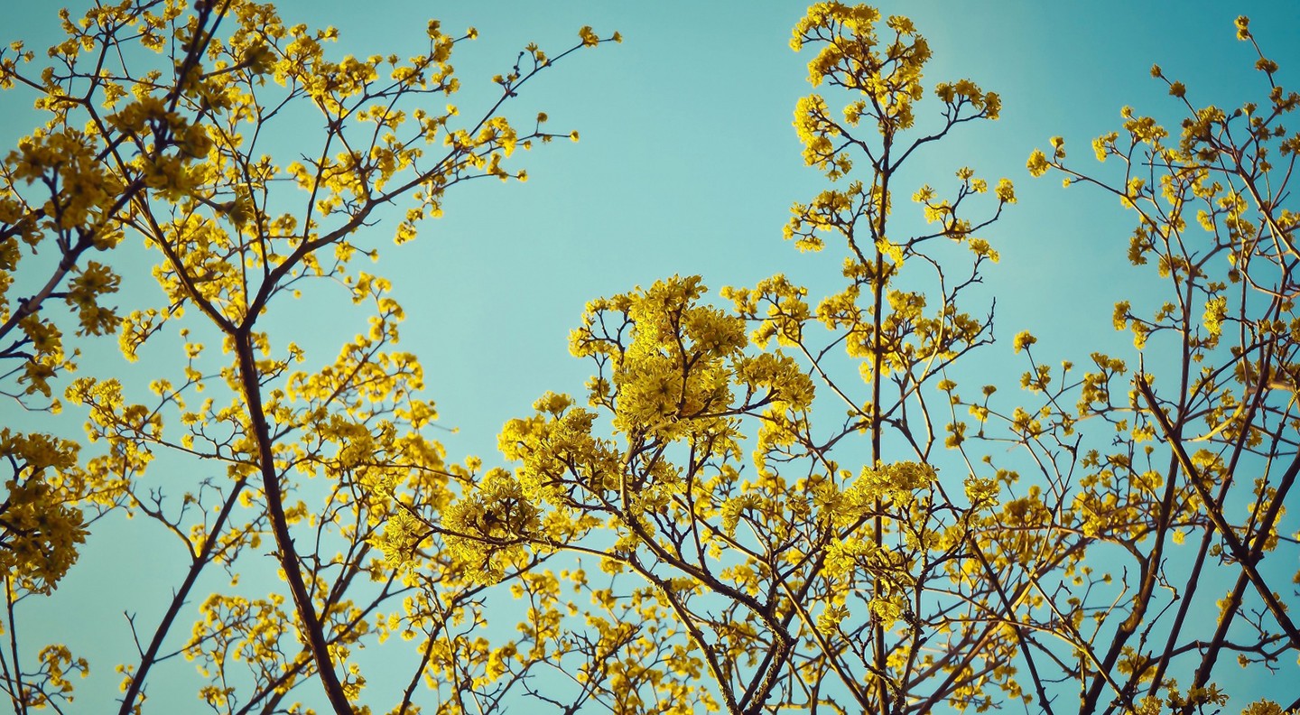 Blossoms Yellow Flowers Branch Spring Nature 1440x792