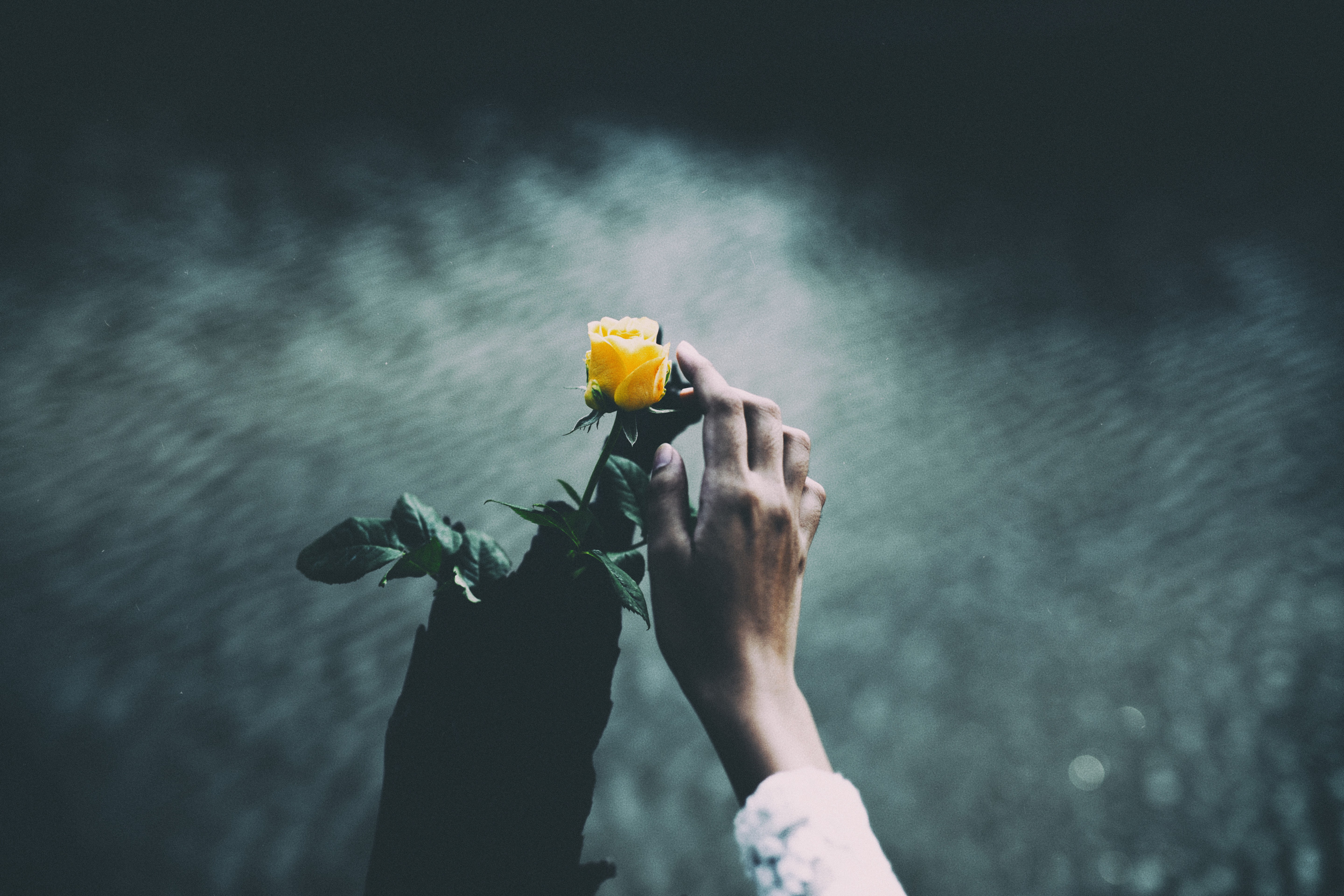 Hands Dark Rose Outdoors Yellow Roses Nature 5760x3840