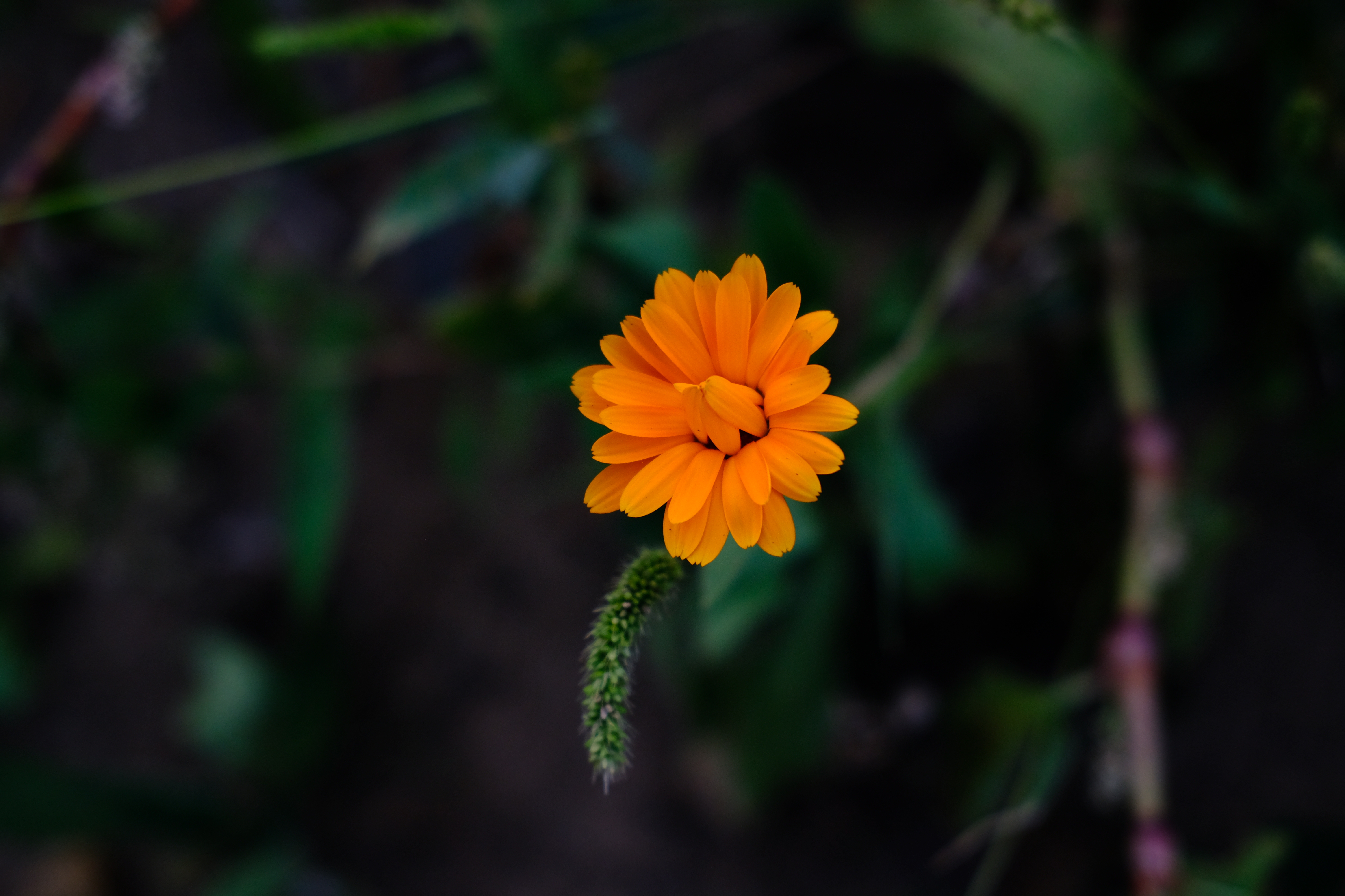 Flowers Plants Germany Nature Orange Flowers 6000x4000