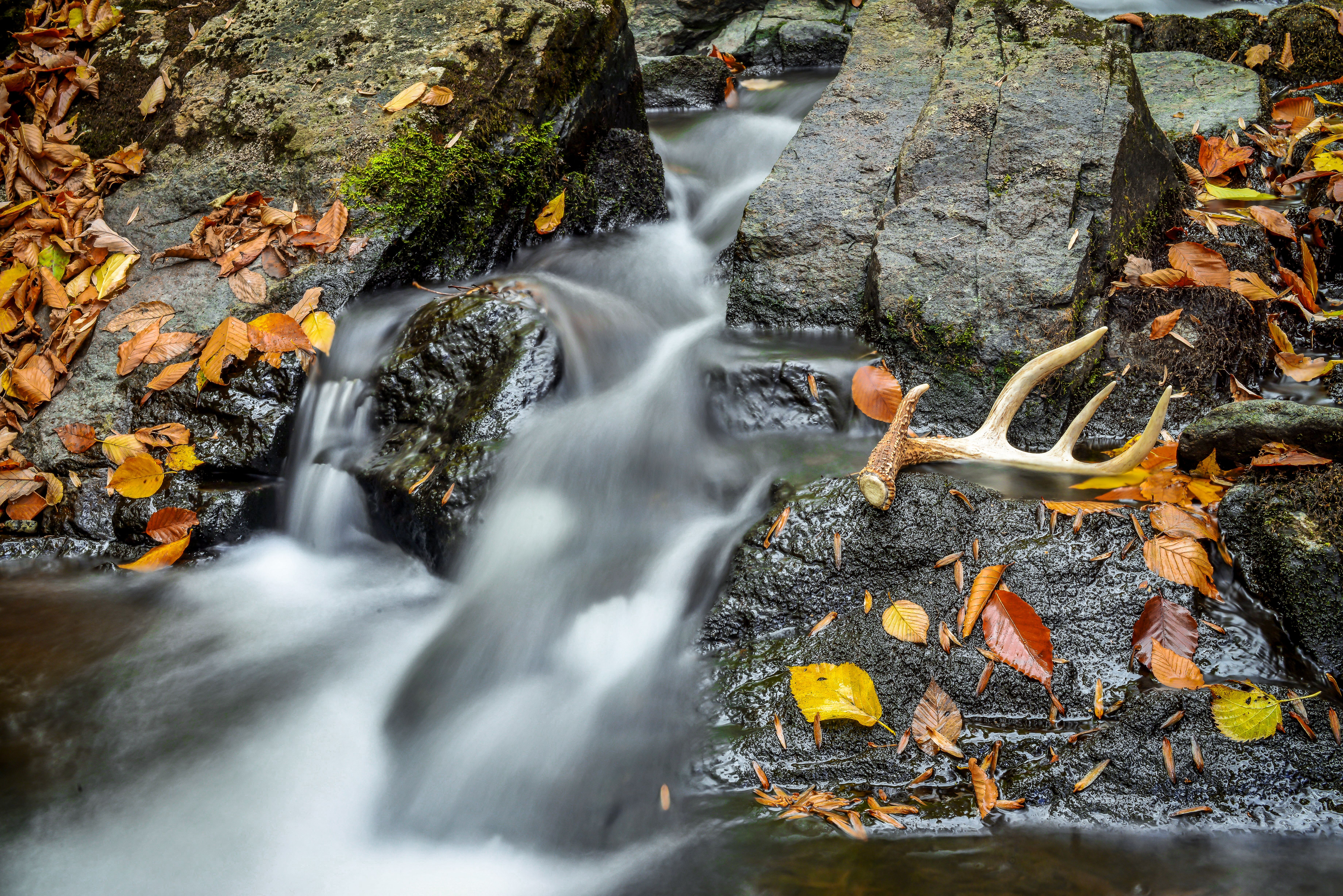 Antler Leaf Stream Water Fall Rock 7360x4912