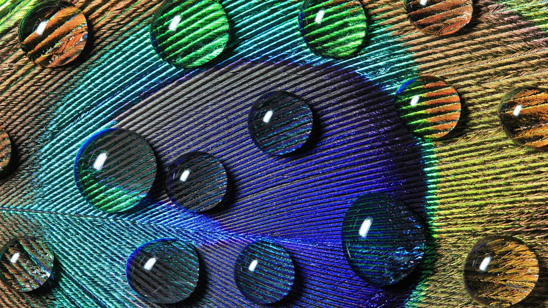 Peacocks Peacock Feathers Water Drops Closeup Macro Colorful Nature 1920x1080