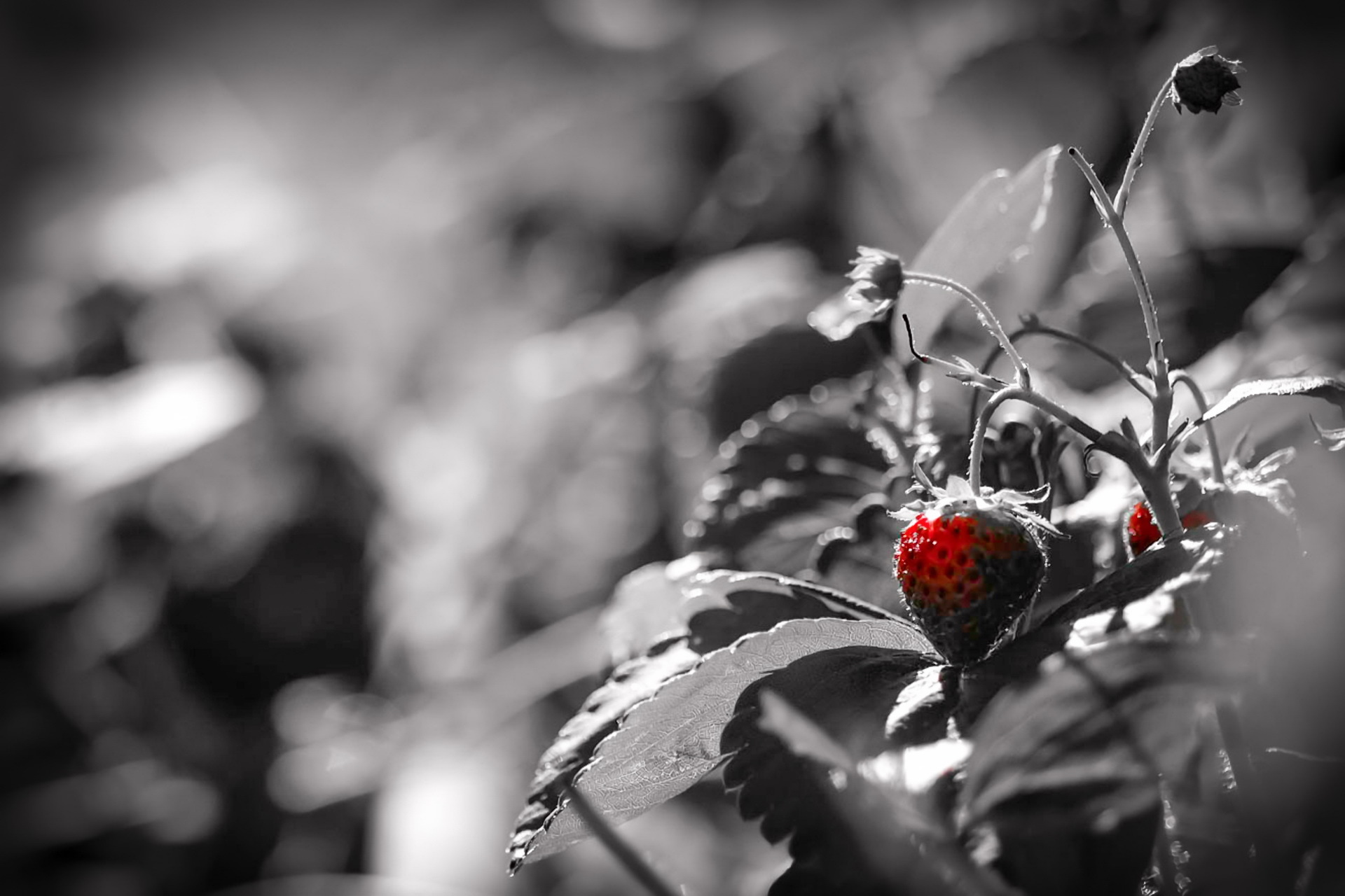 Strawberry Fruit Berry Selective Color 1920x1280