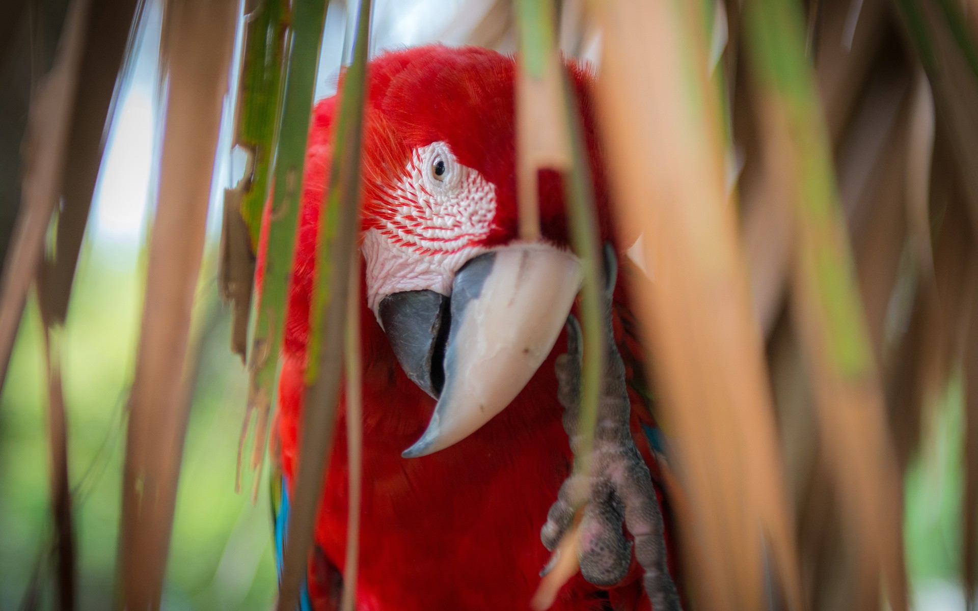 Animals Macaws Parrot Birds 1920x1200