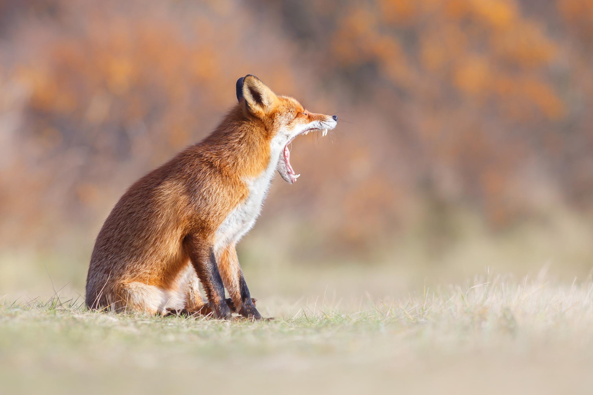 Fox Animals Yawning Teeth 2048x1365