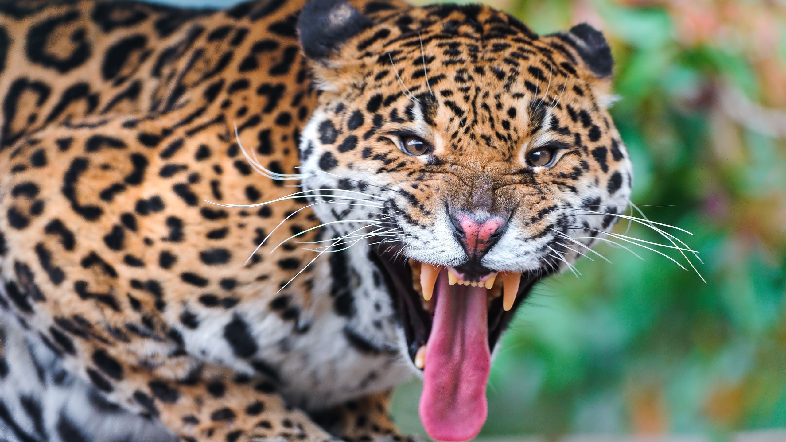 Animals Big Cats Jaguars 2560x1440