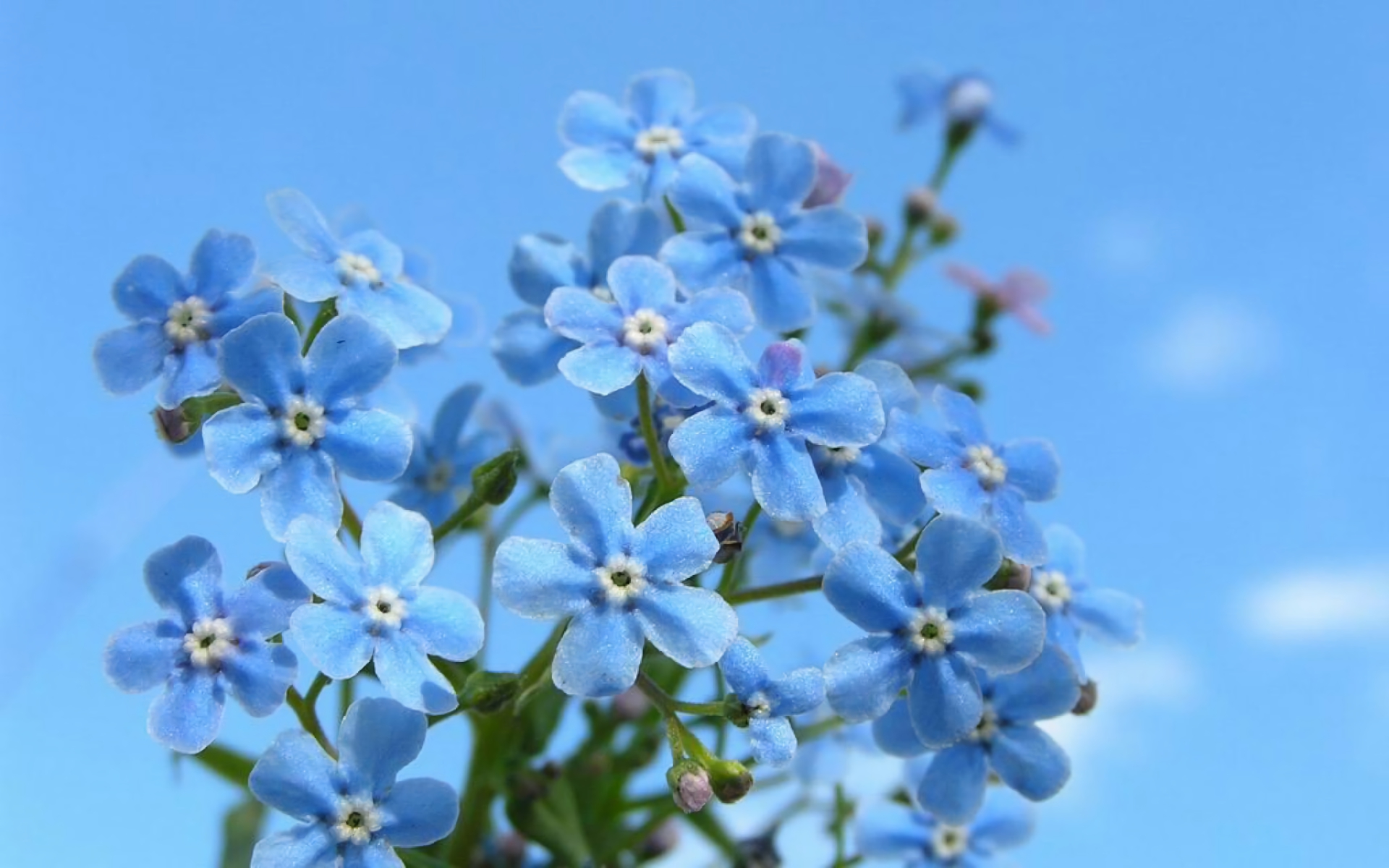 Earth Flower Forget Me Not Blue Flower 1920x1200