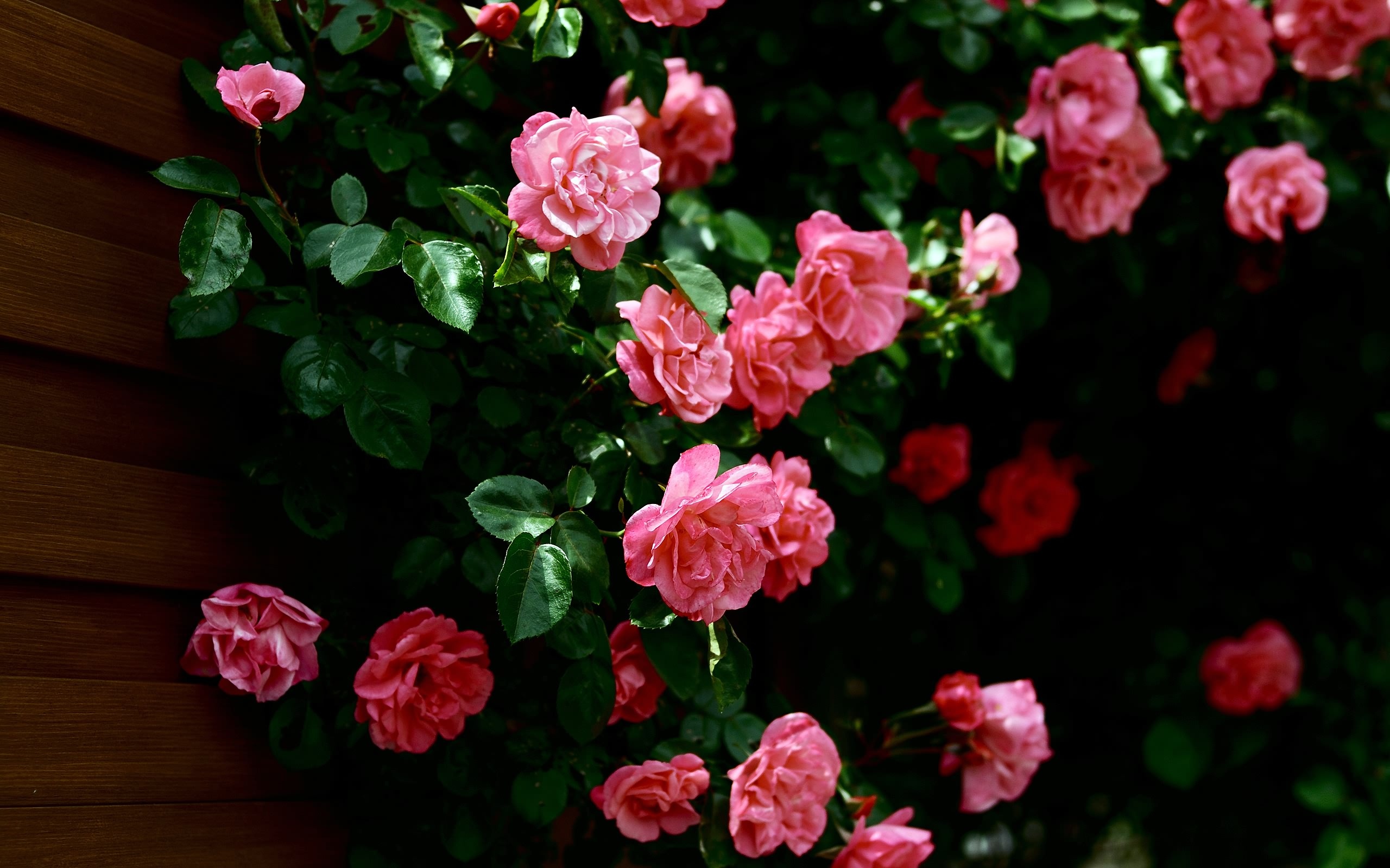 Earth Rose Leaf Pink Flower Flower 2560x1600