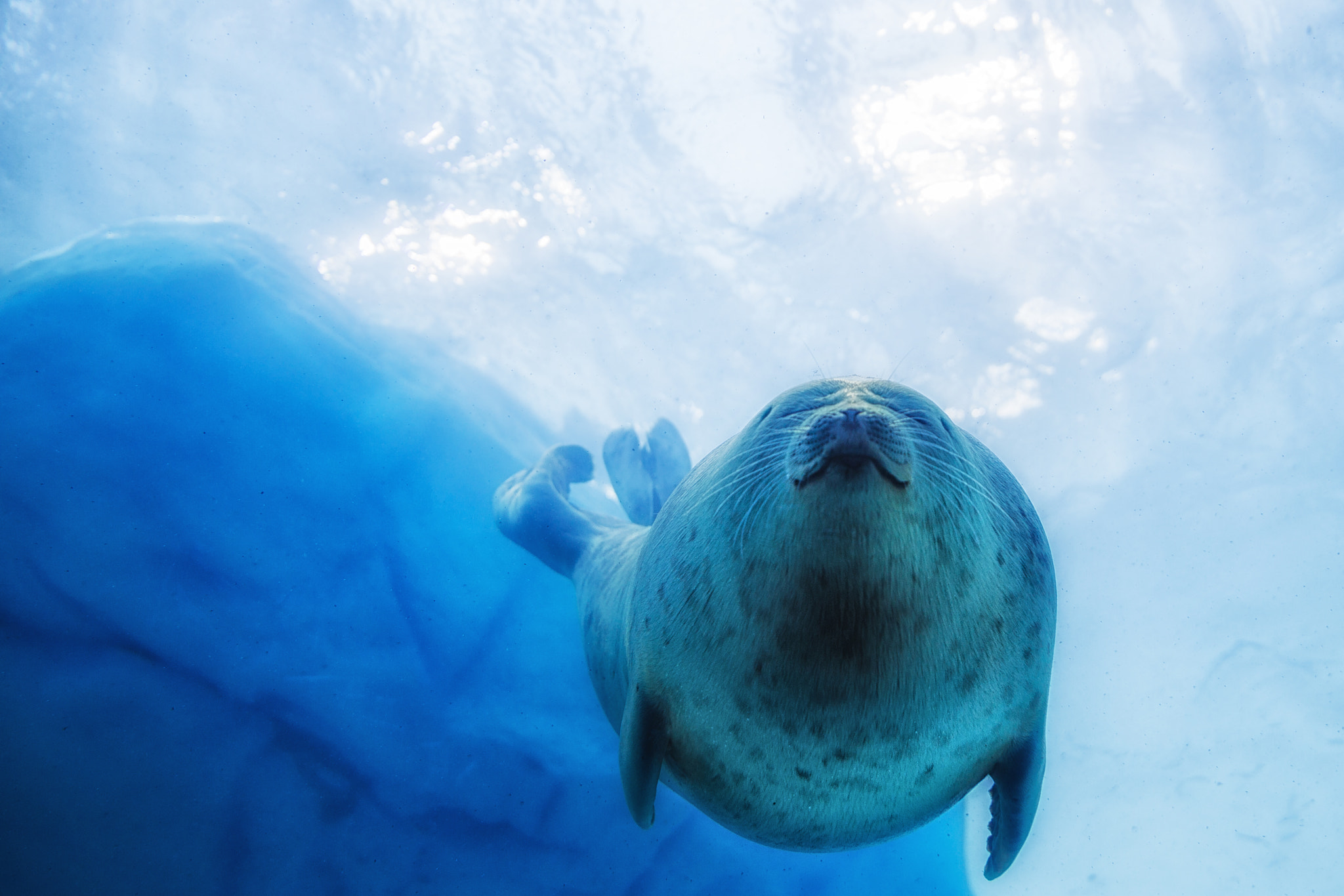 Animals Underwater Sea Water Blue Seals 2048x1366