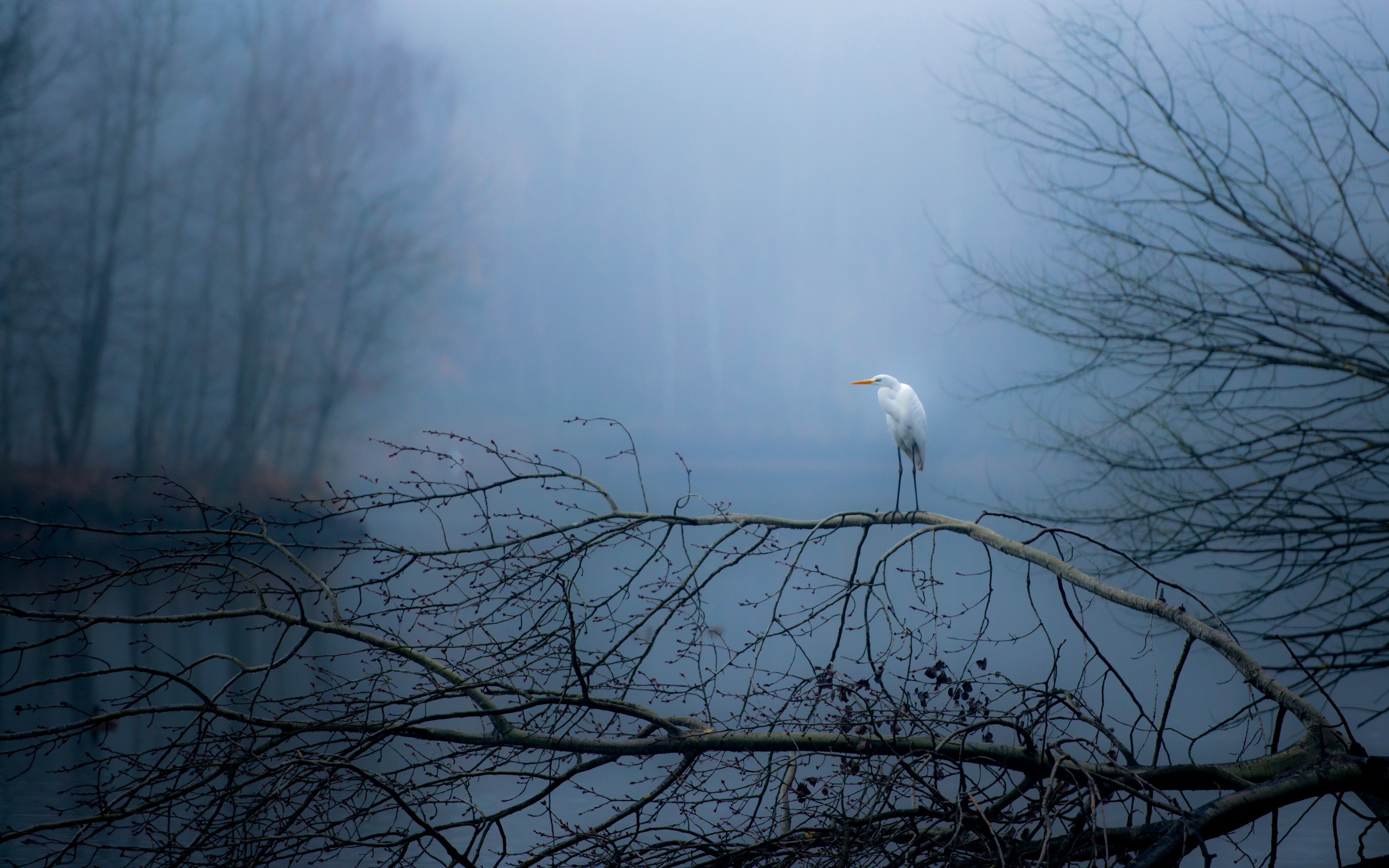 Birds Animals Nature Stork Mist Gloomy River 2560x1600