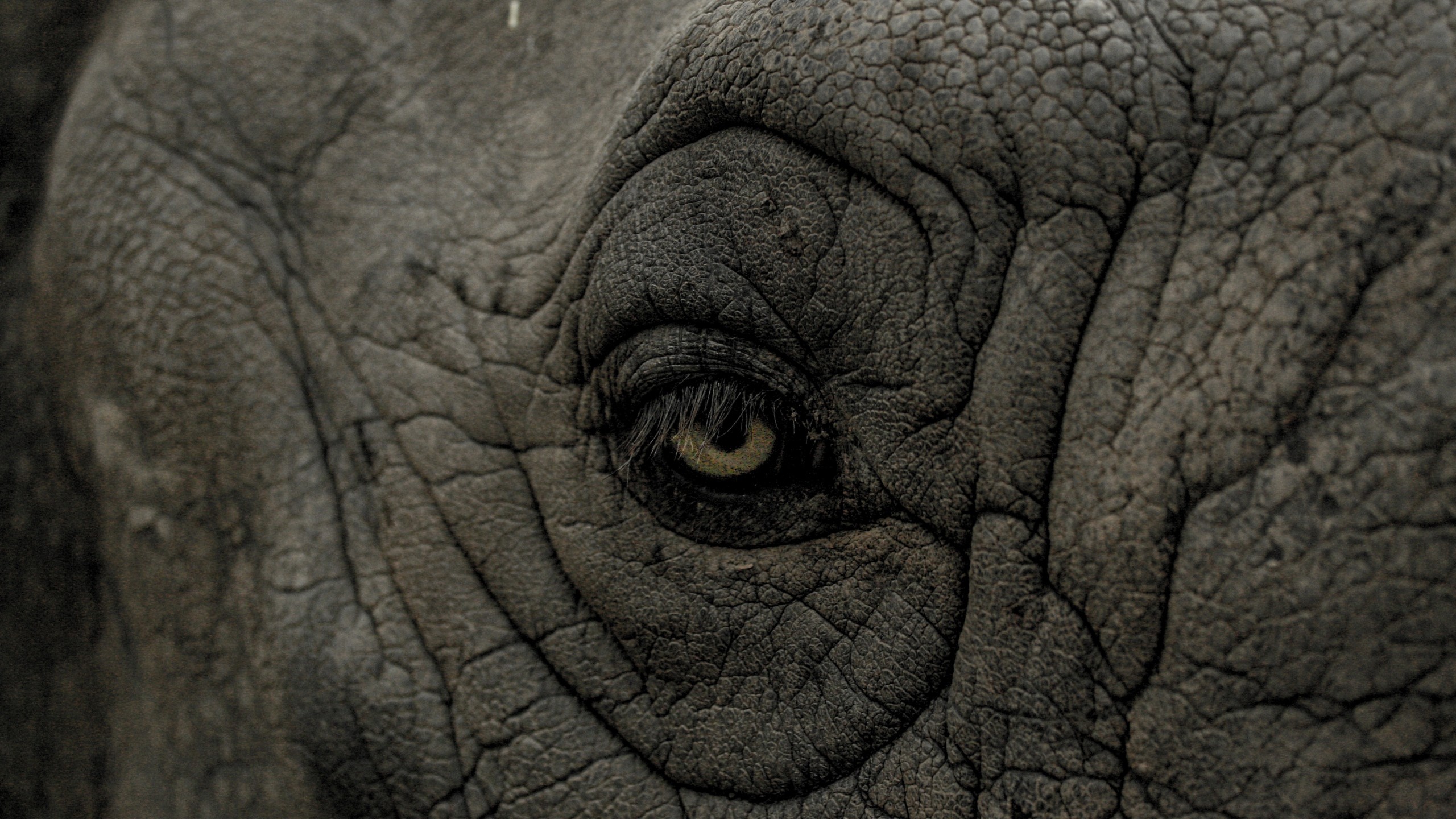 Nature Animals Wrinkles Closeup Eyes Rhino Skin 2560x1440