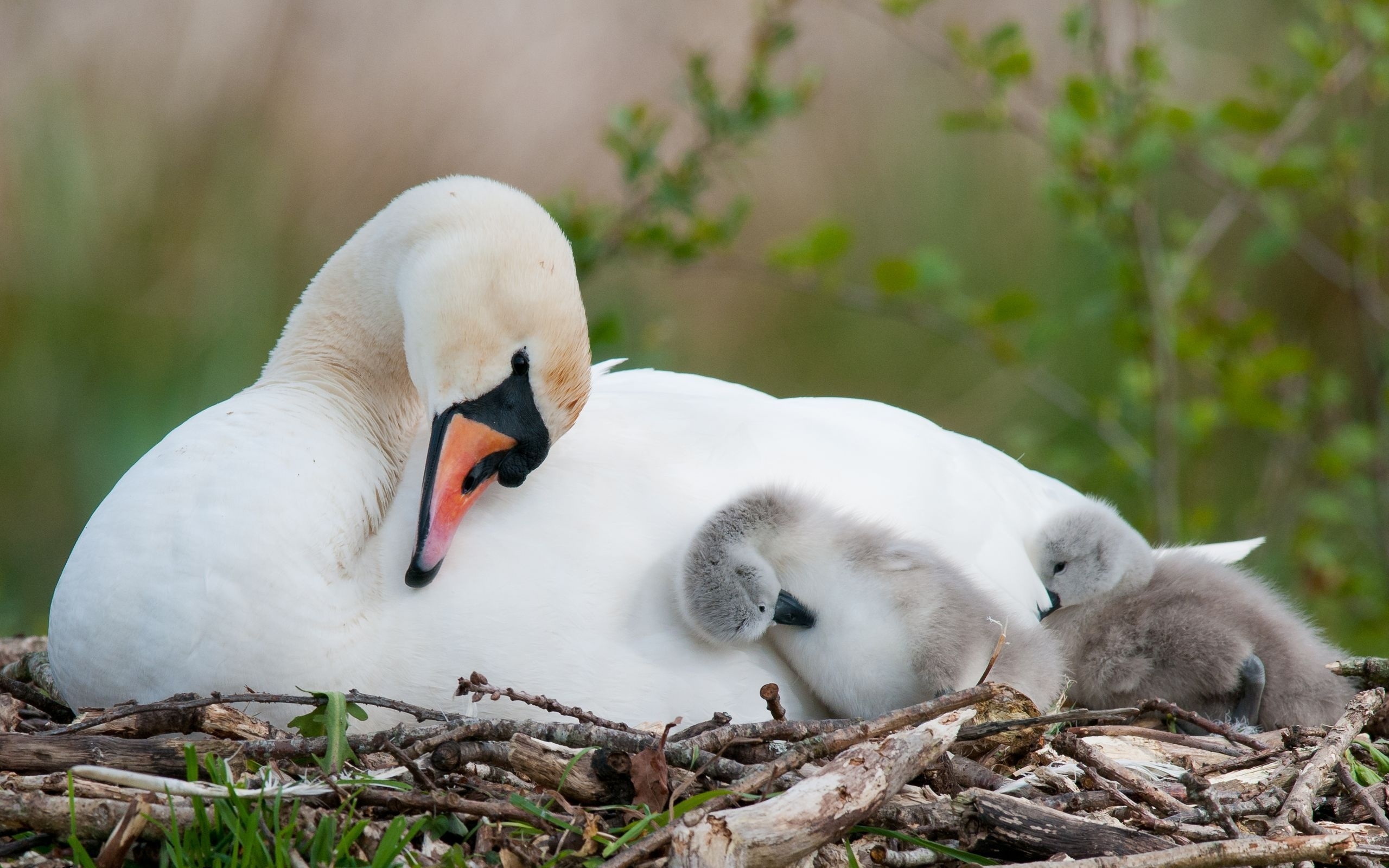 Swan Mute Swan Cygnet Cute Love Baby Animal 2560x1600