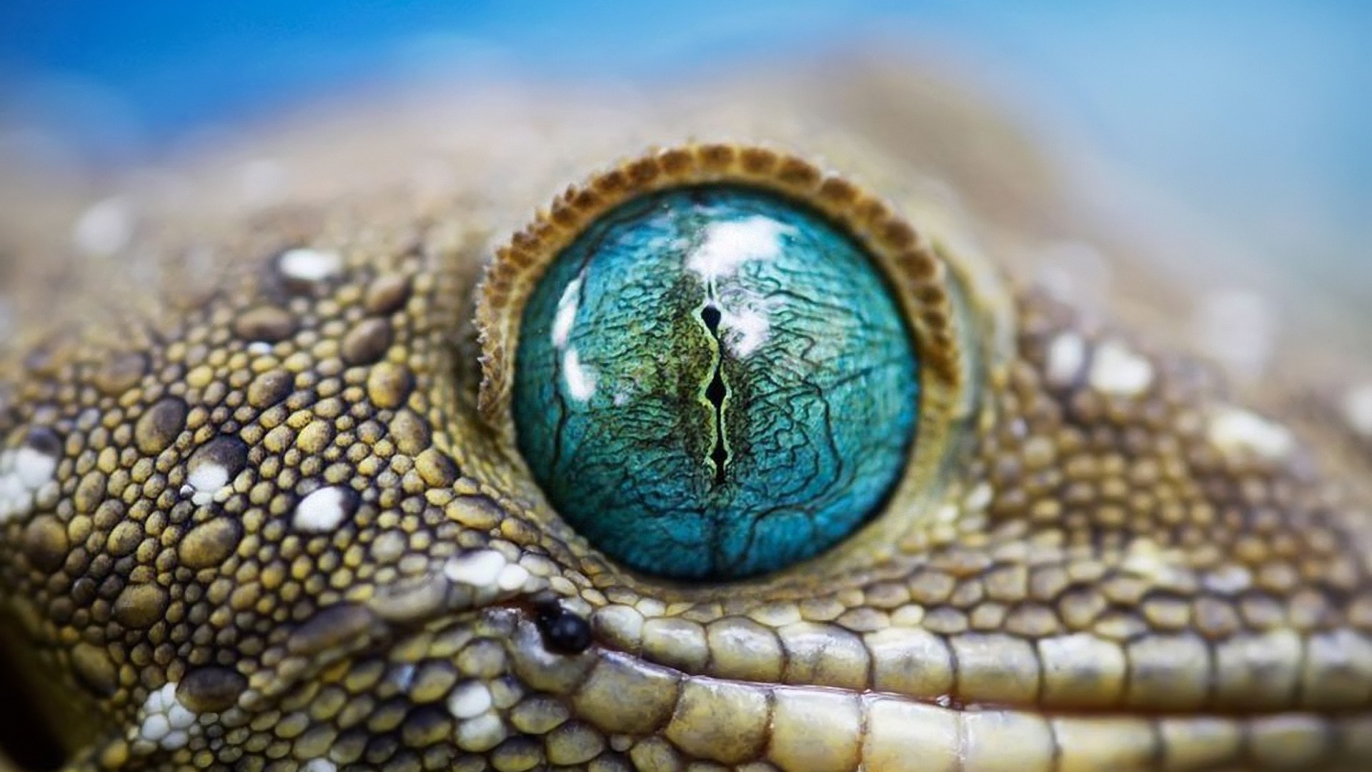 Animals Gecko Eyes Lizards 1920x1080