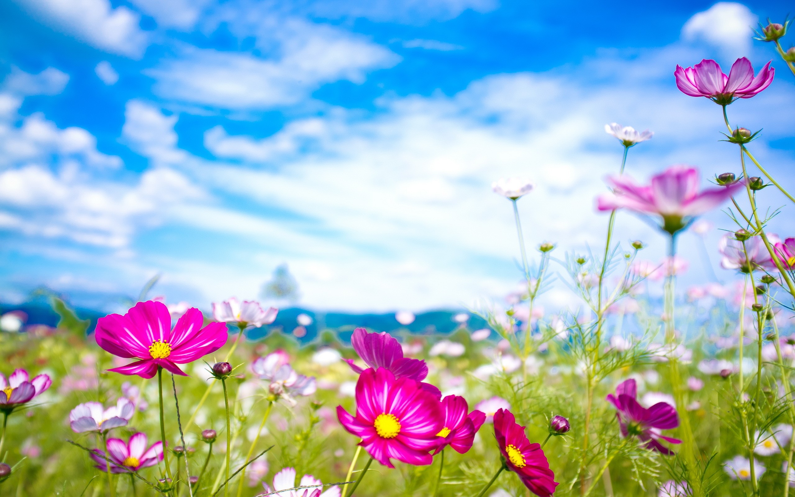 Nature Flowers Cosmos Flower 2560x1600