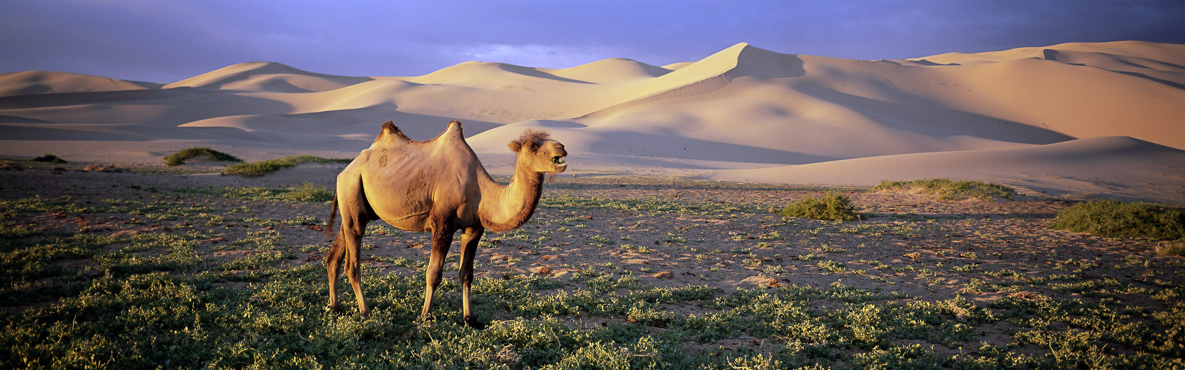 Nature Animals Wildlife Desert Camels 3840x1200