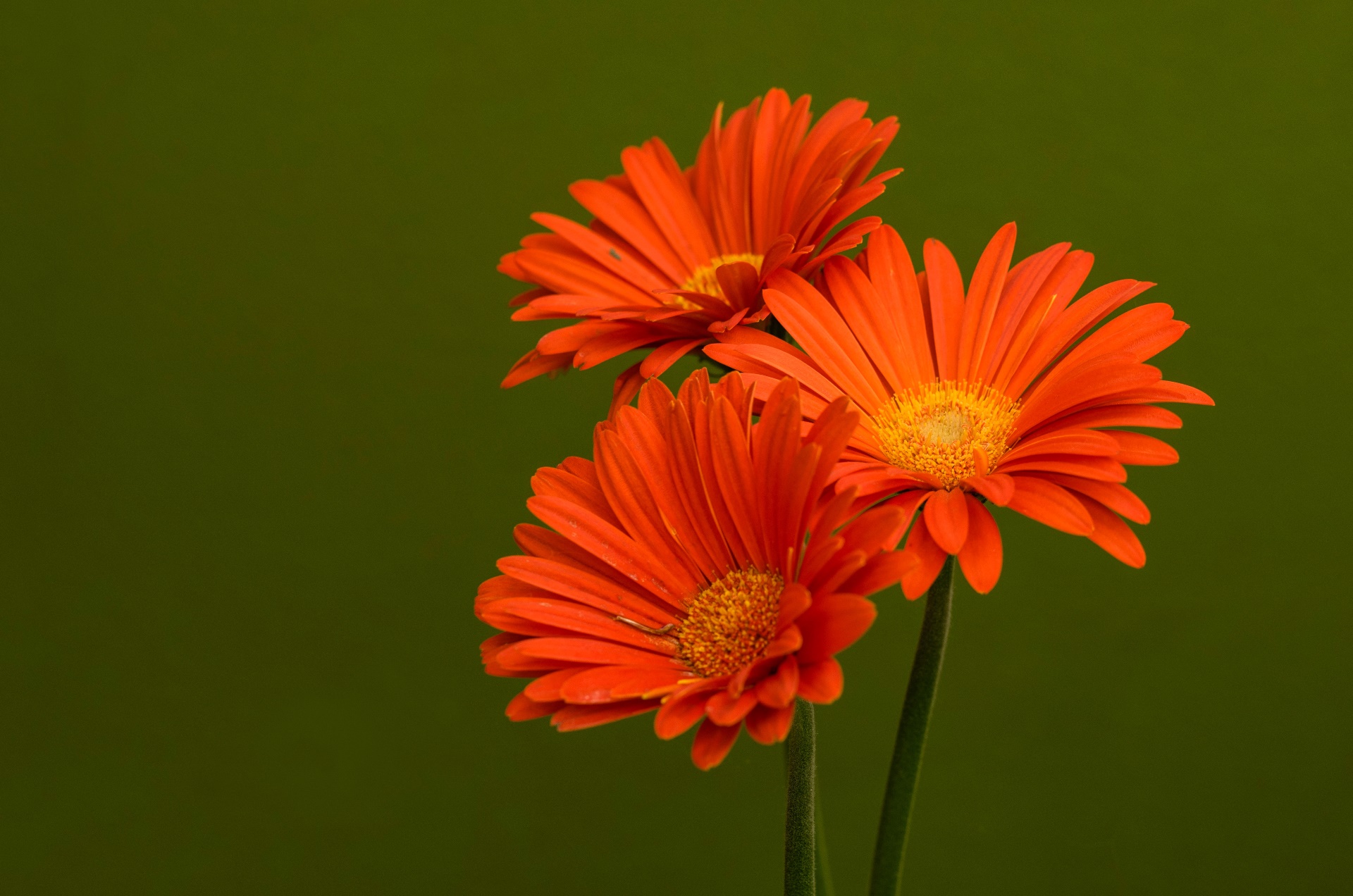 Flowers Plants Orange Flowers 1920x1272