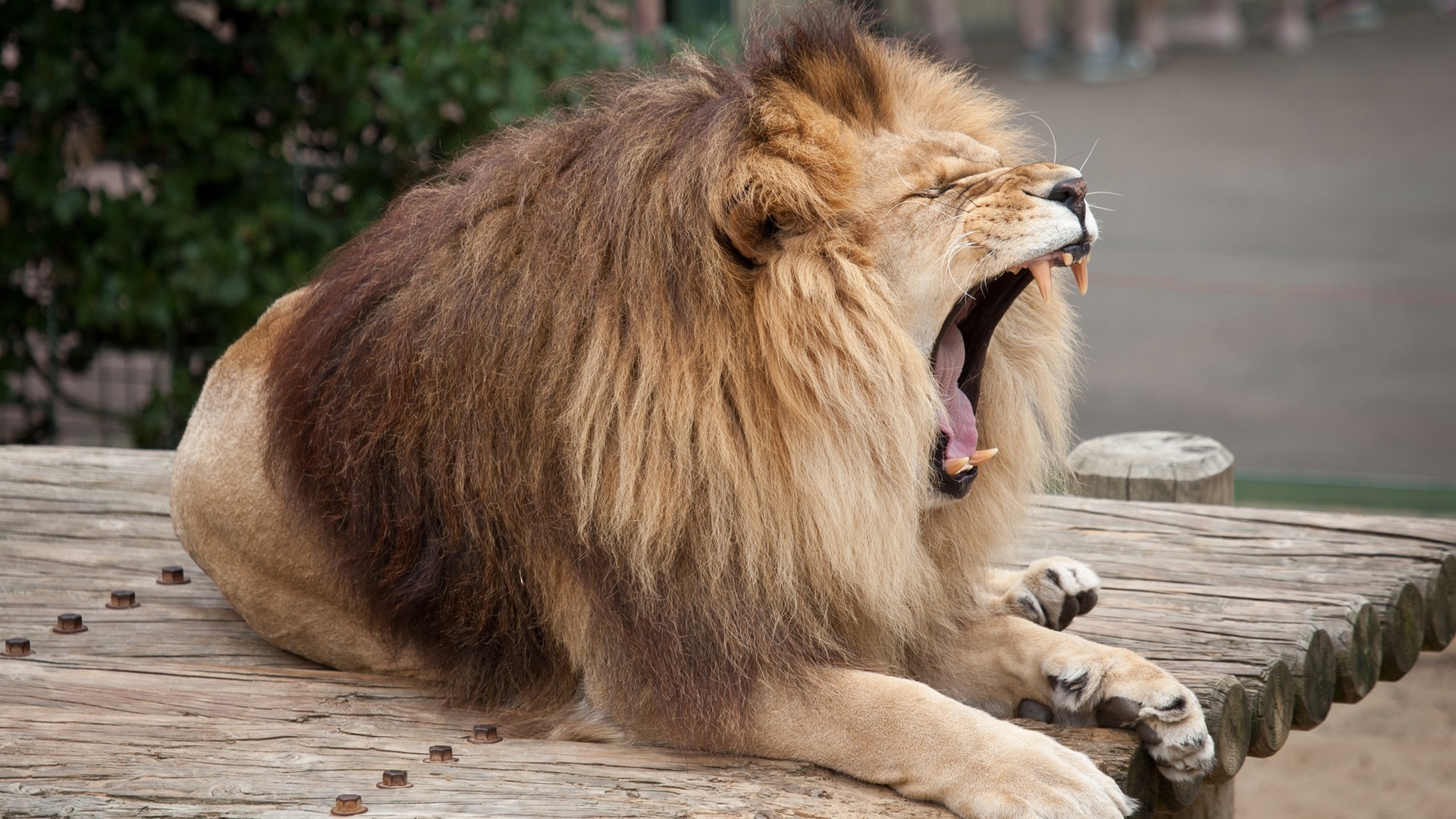 Lion Big Cats Nature Roar 1920x1080