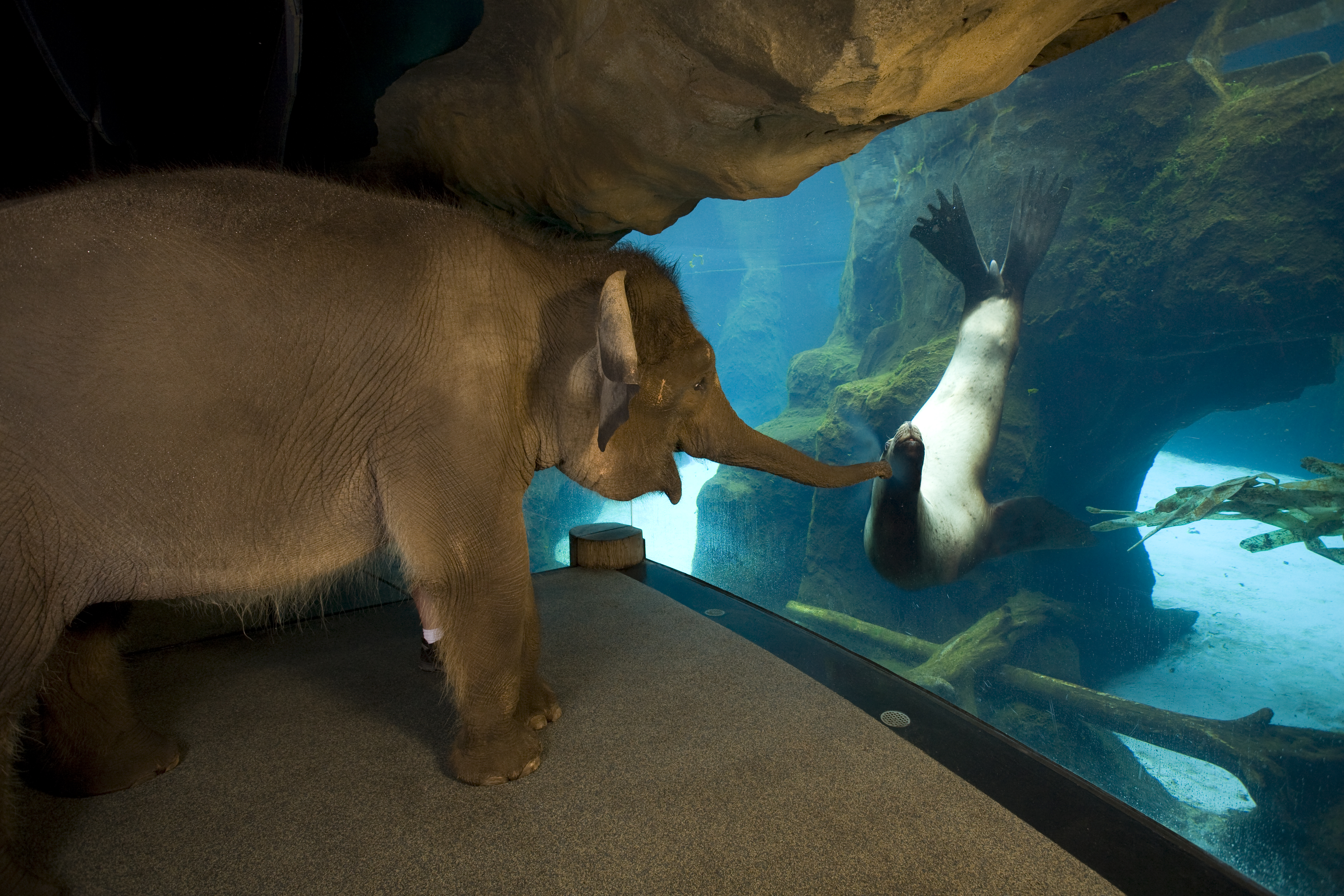 Nature Animals Seals Elephant Water Underwater Baby Animals Aquarium 4368x2912
