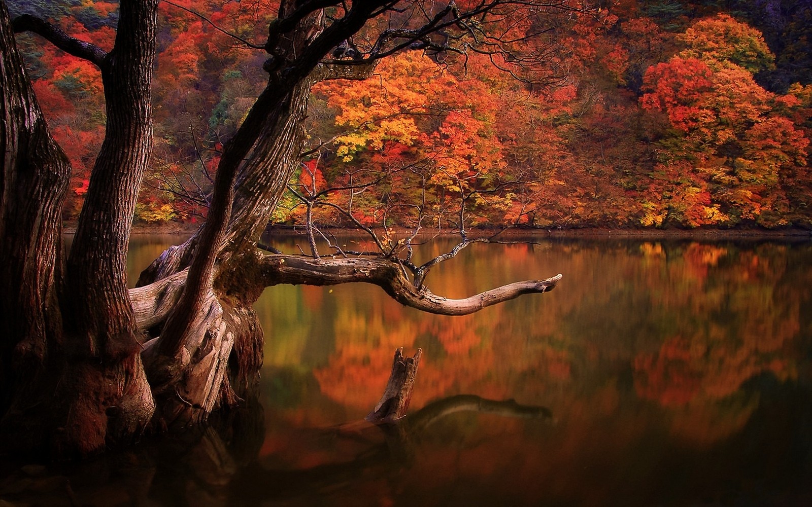 Lake Fall Forest Dead Trees Reflection Nature South Korea Landscape Colorful Trees Water 1600x1000