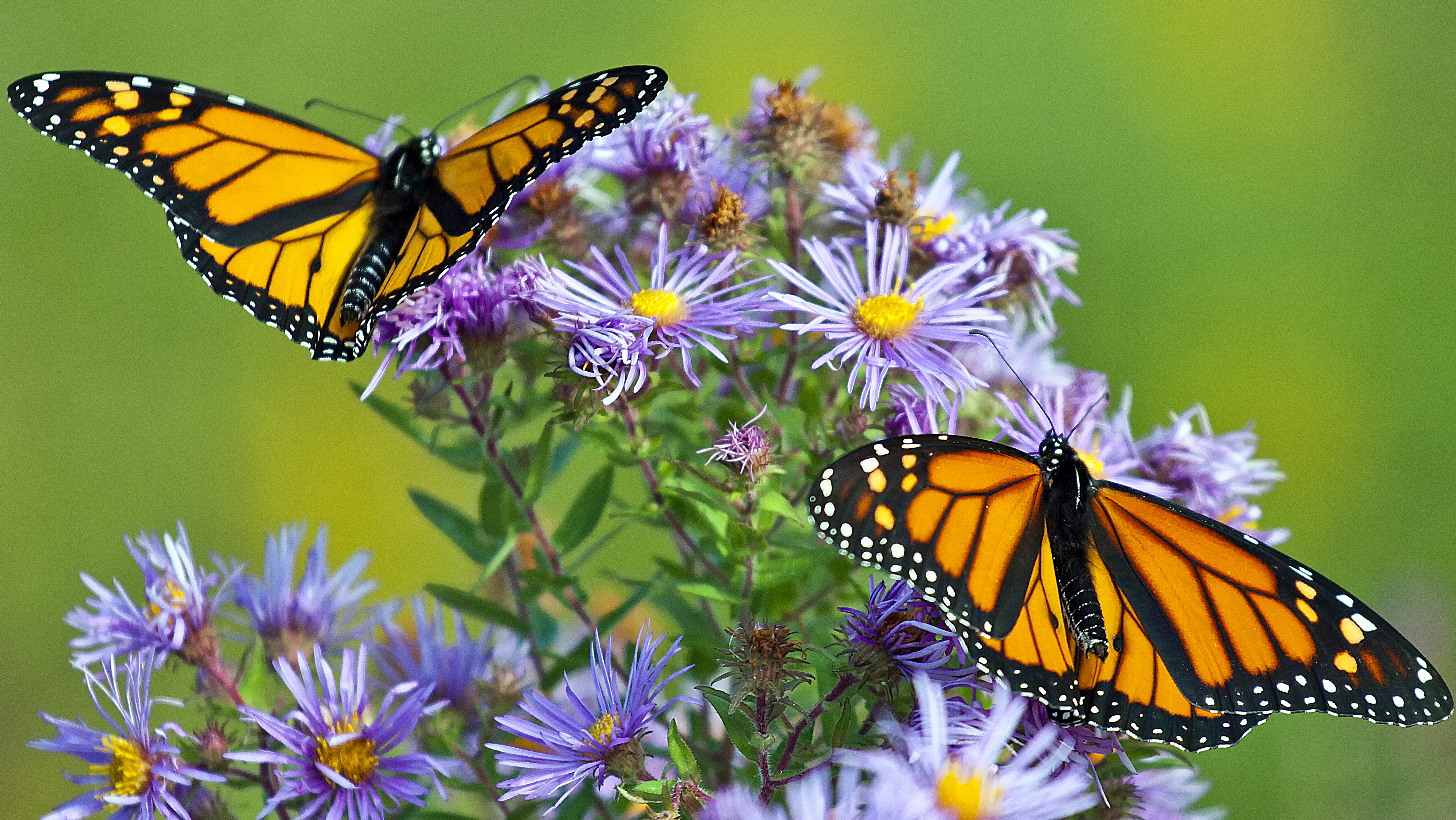Animal Insect Butterfly Monarch Butterfly Flower 3801x2140