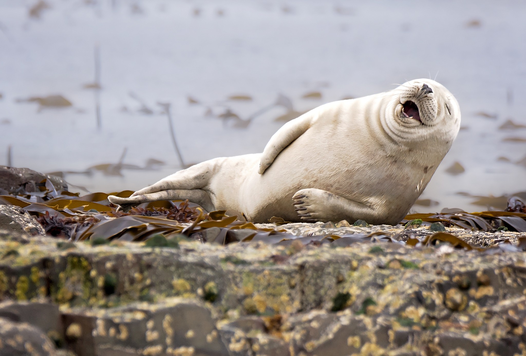 Nature Animals Humor Winner Photography Contests Wildlife Seals Laughing Water Rock Depth Of Field S 2048x1386