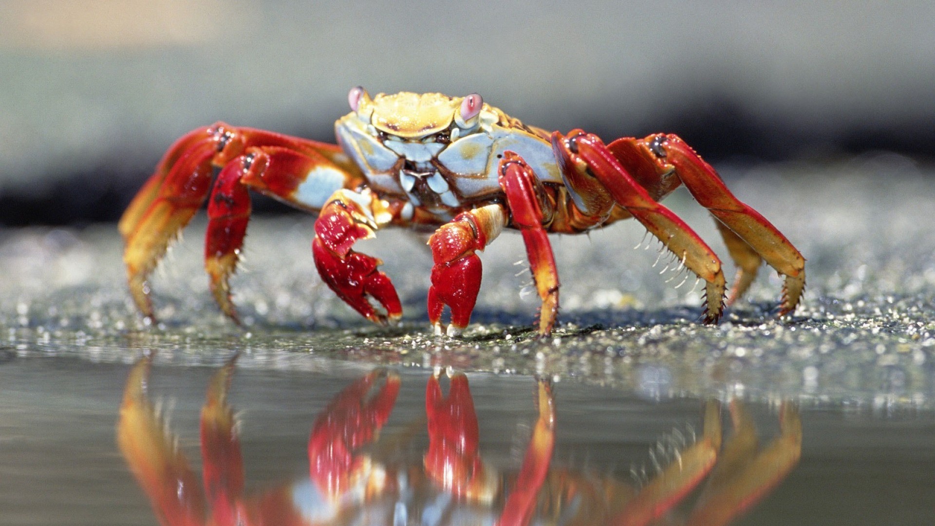 Nature Depth Of Field Macro Closeup Crabs Sea Sand Reflection Claws 1920x1080