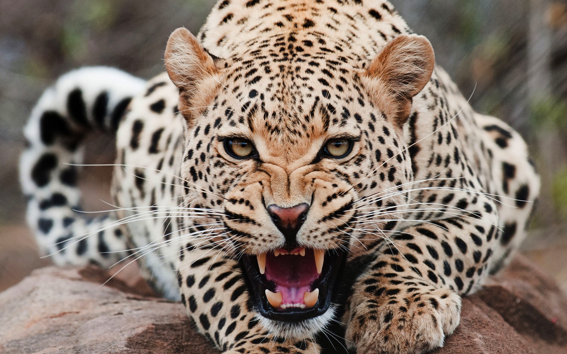 Animals Jaguars Big Cats Teeth Mammals Frontal View 1920x1200