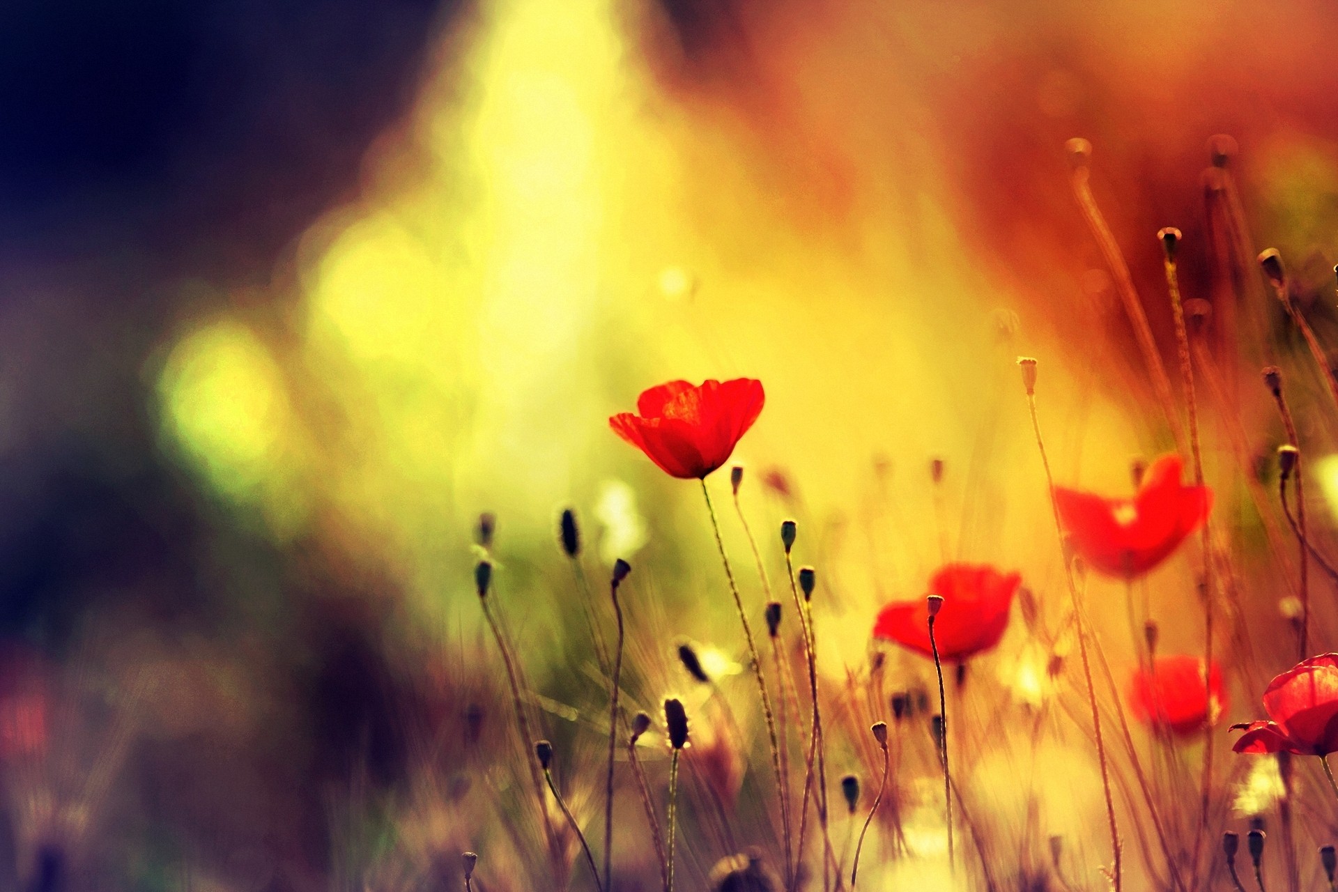 Plants Poppies Flowers Red Flowers 1920x1280