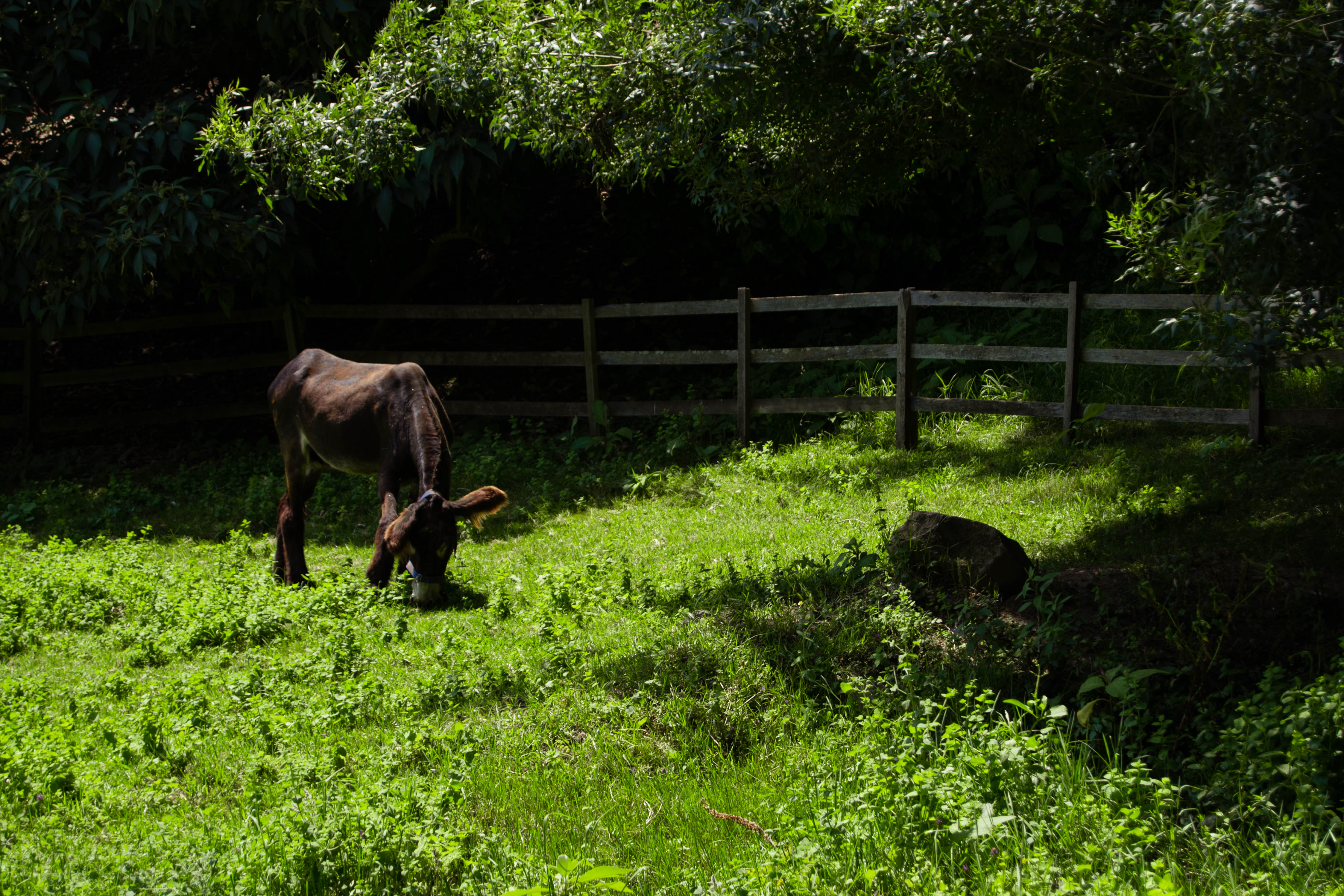 Donkey Nature Photography Porto 4491x2994