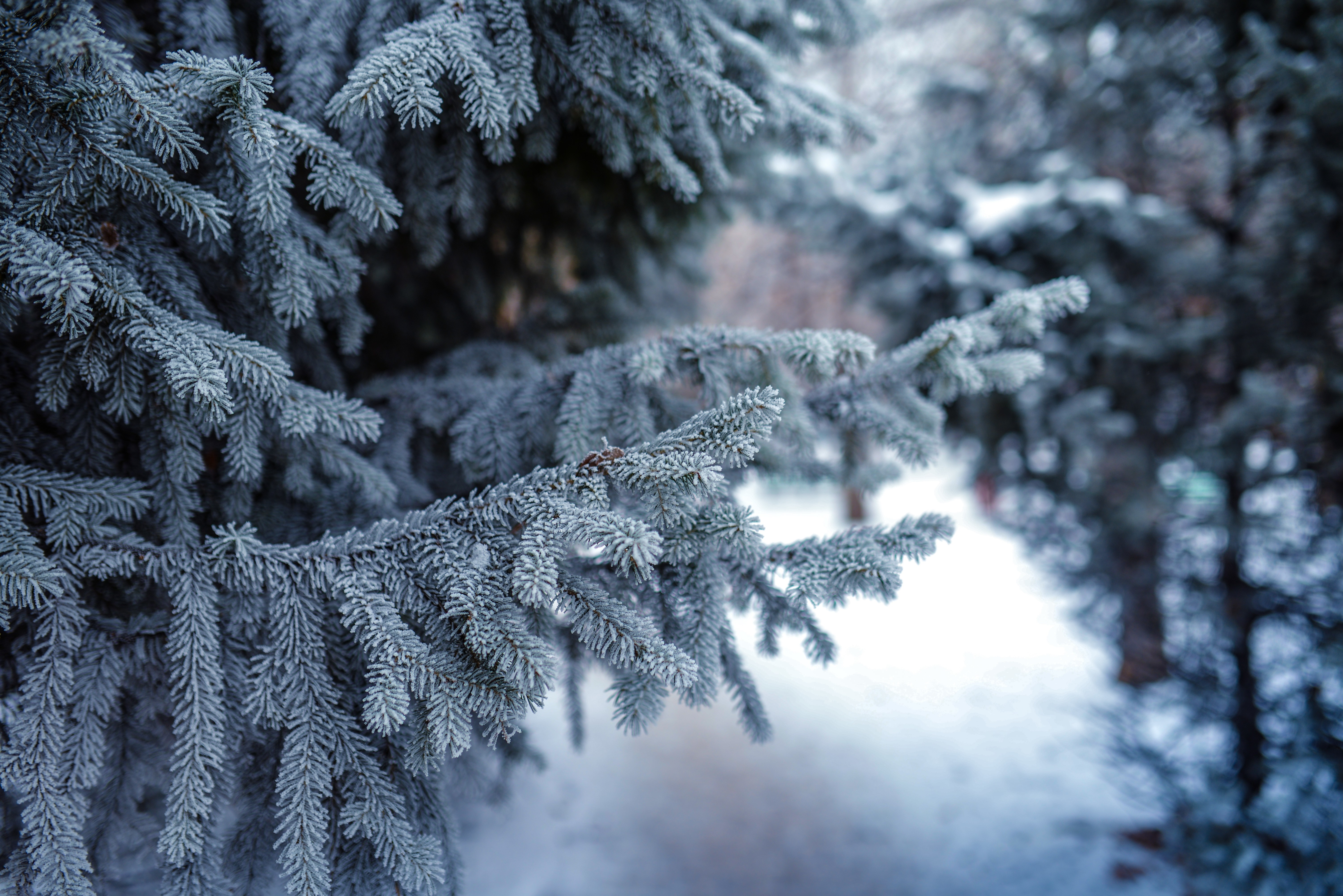 Snow Winter Forest Conifer Trees Frost Pine Trees 6016x4016