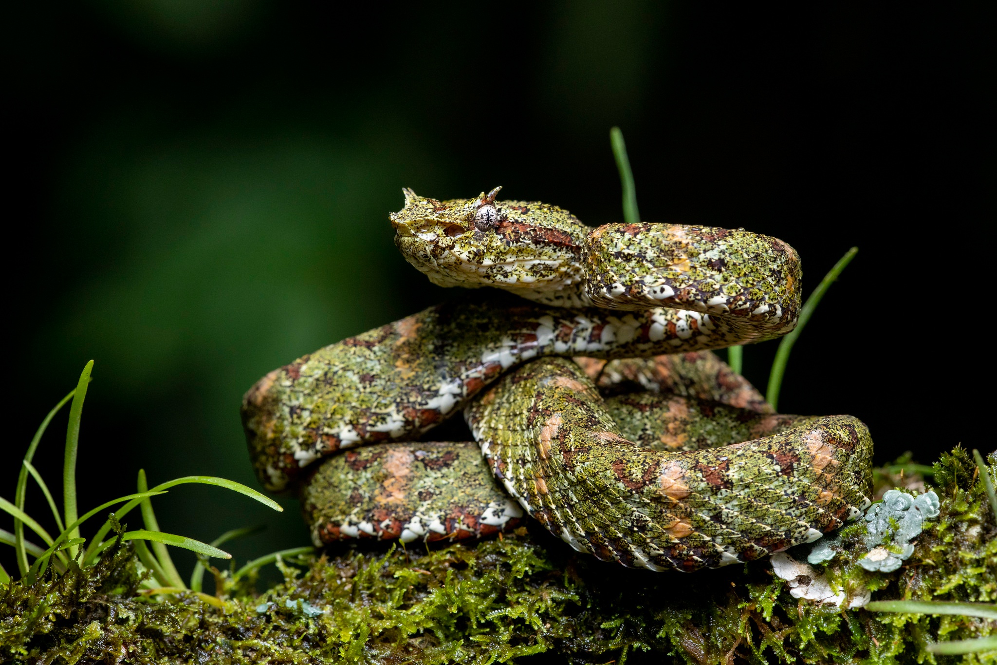 Snake Animals Plants Reptile Vipers 2048x1365