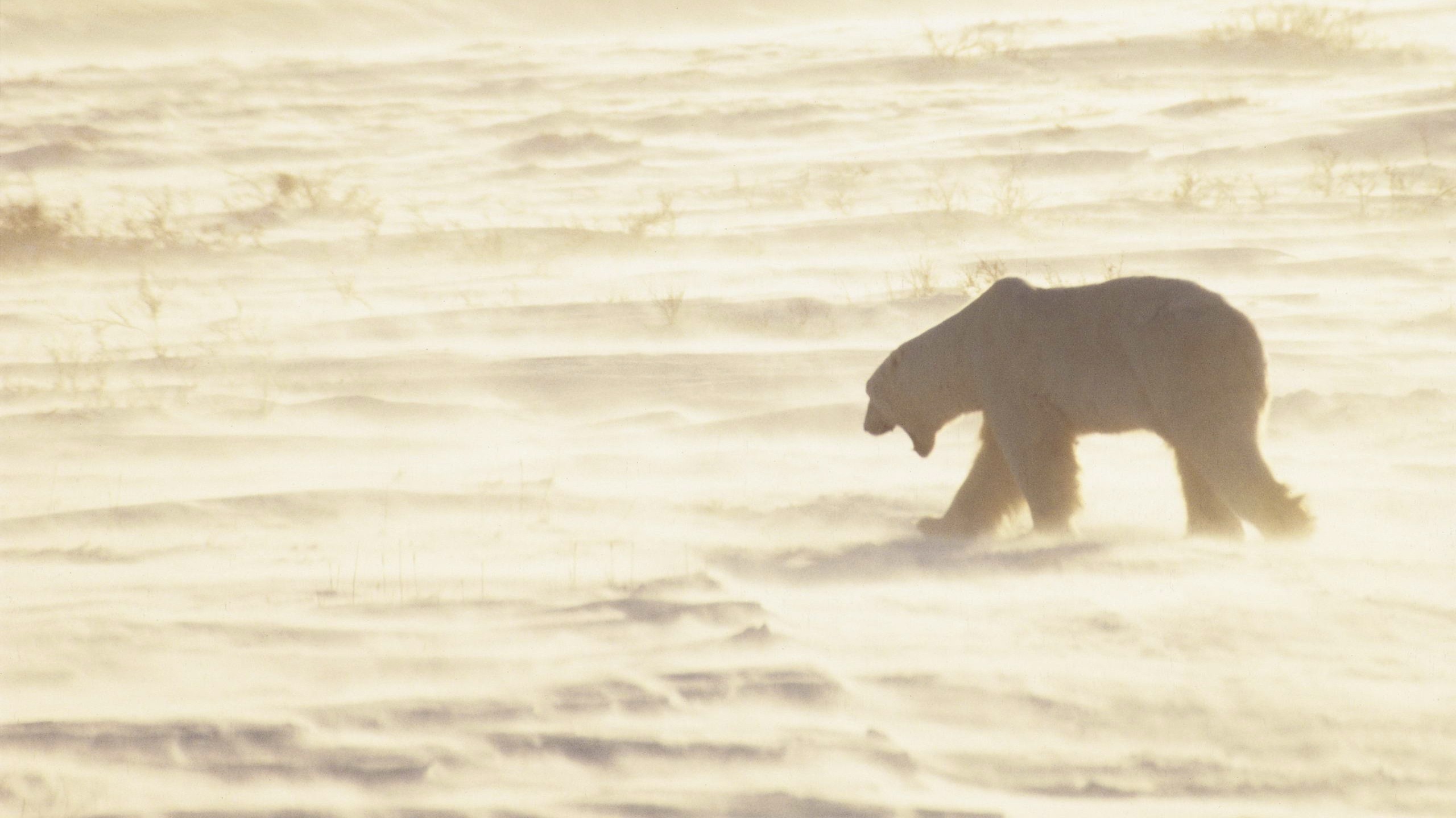 Polar Bears Animals Mammals Snow Wildlife Winter Nature 2560x1439