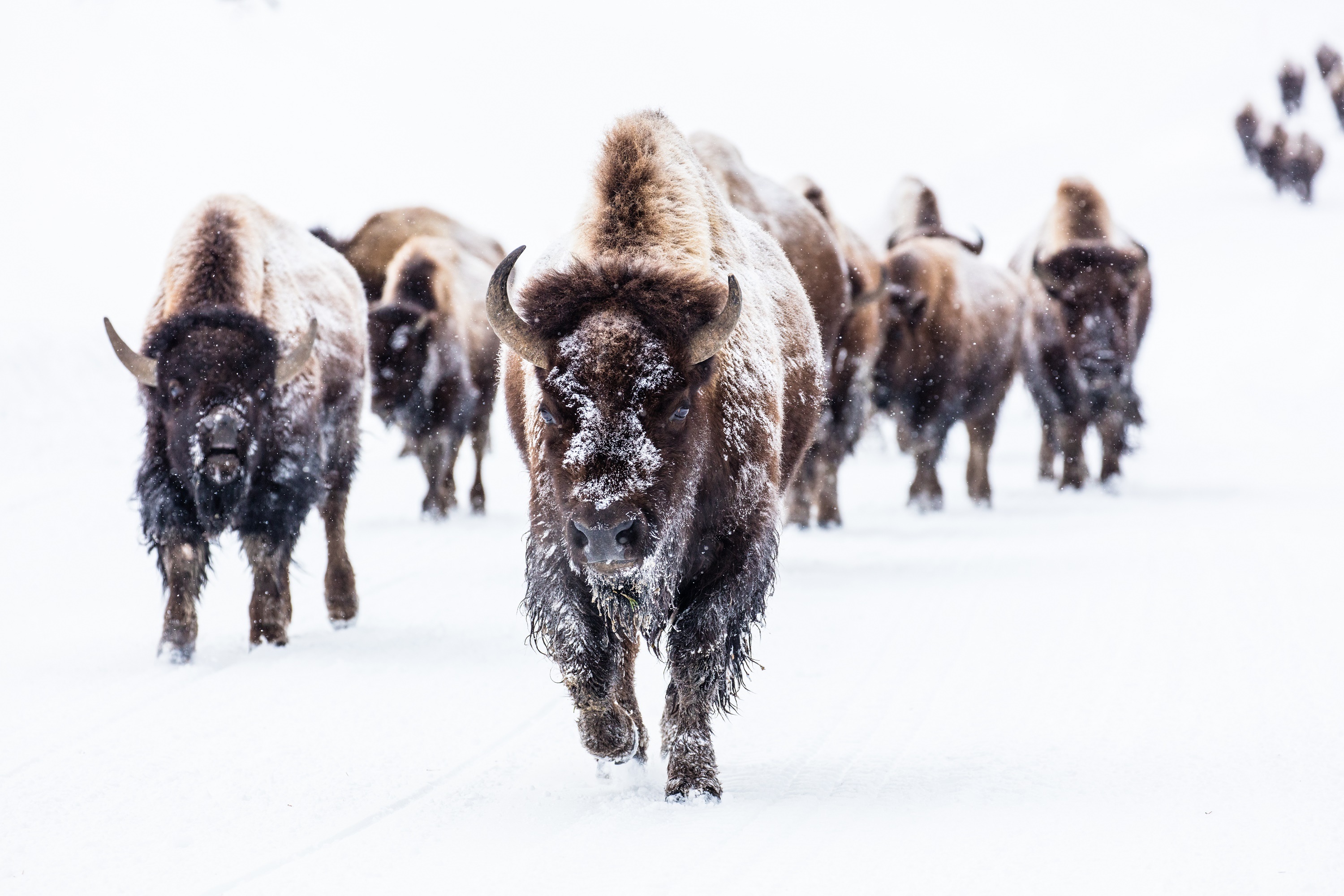 Buffalo American Bison Wildlife Snow Winter 3000x2000