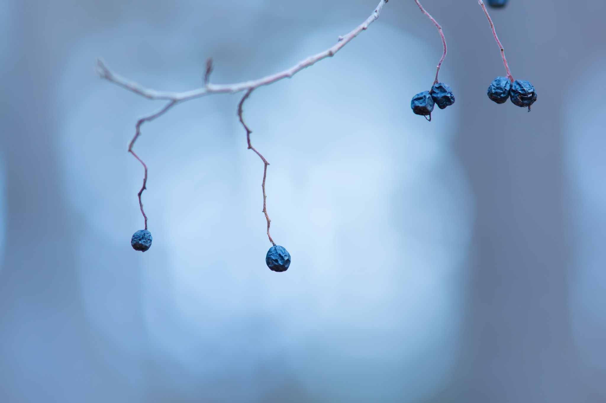Blue Berries Plants Dry Branch Macro Depth Of Field 2048x1362