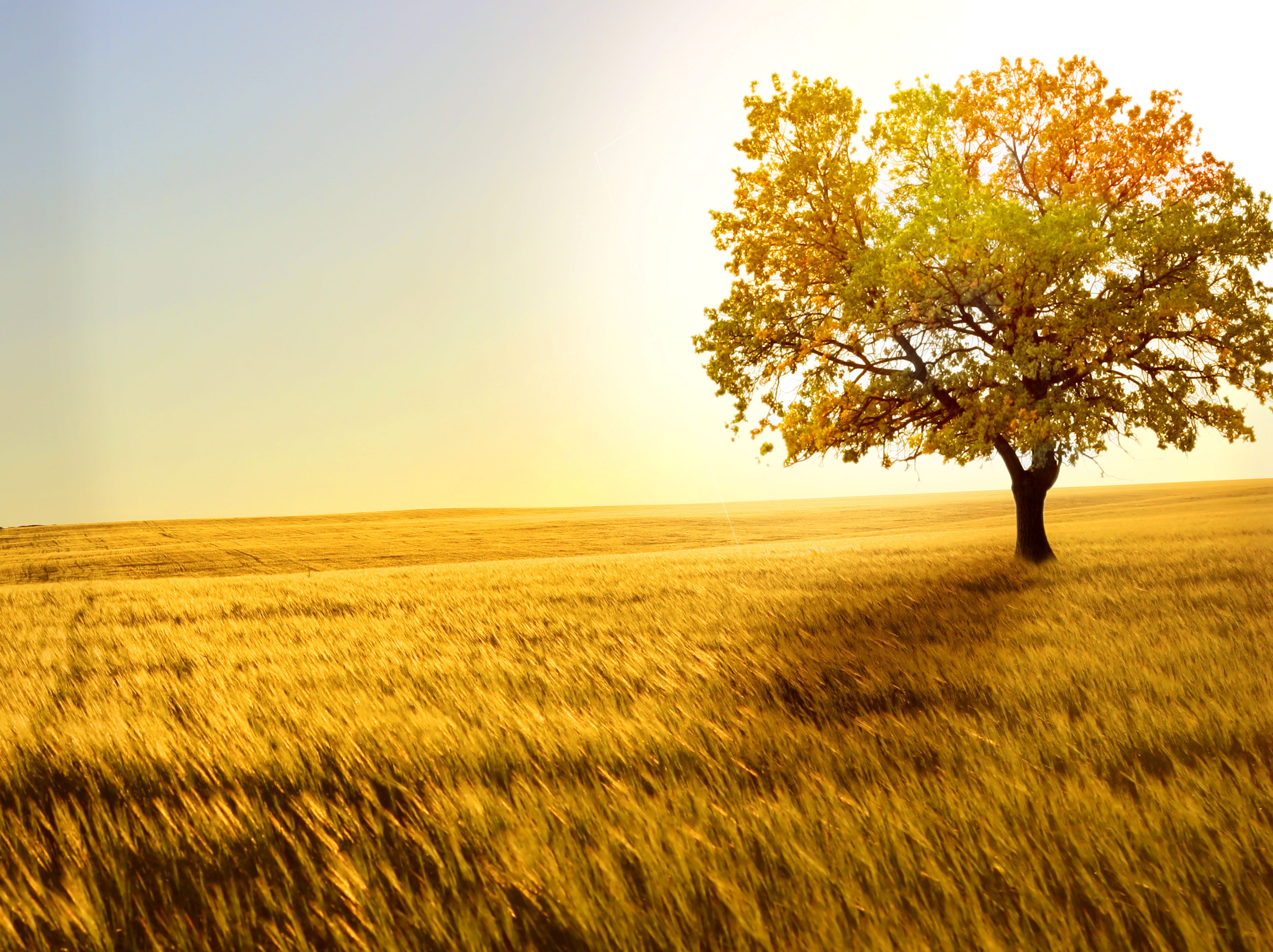 Wheat Field Trees Landscape Crops Yellow 6024x4506