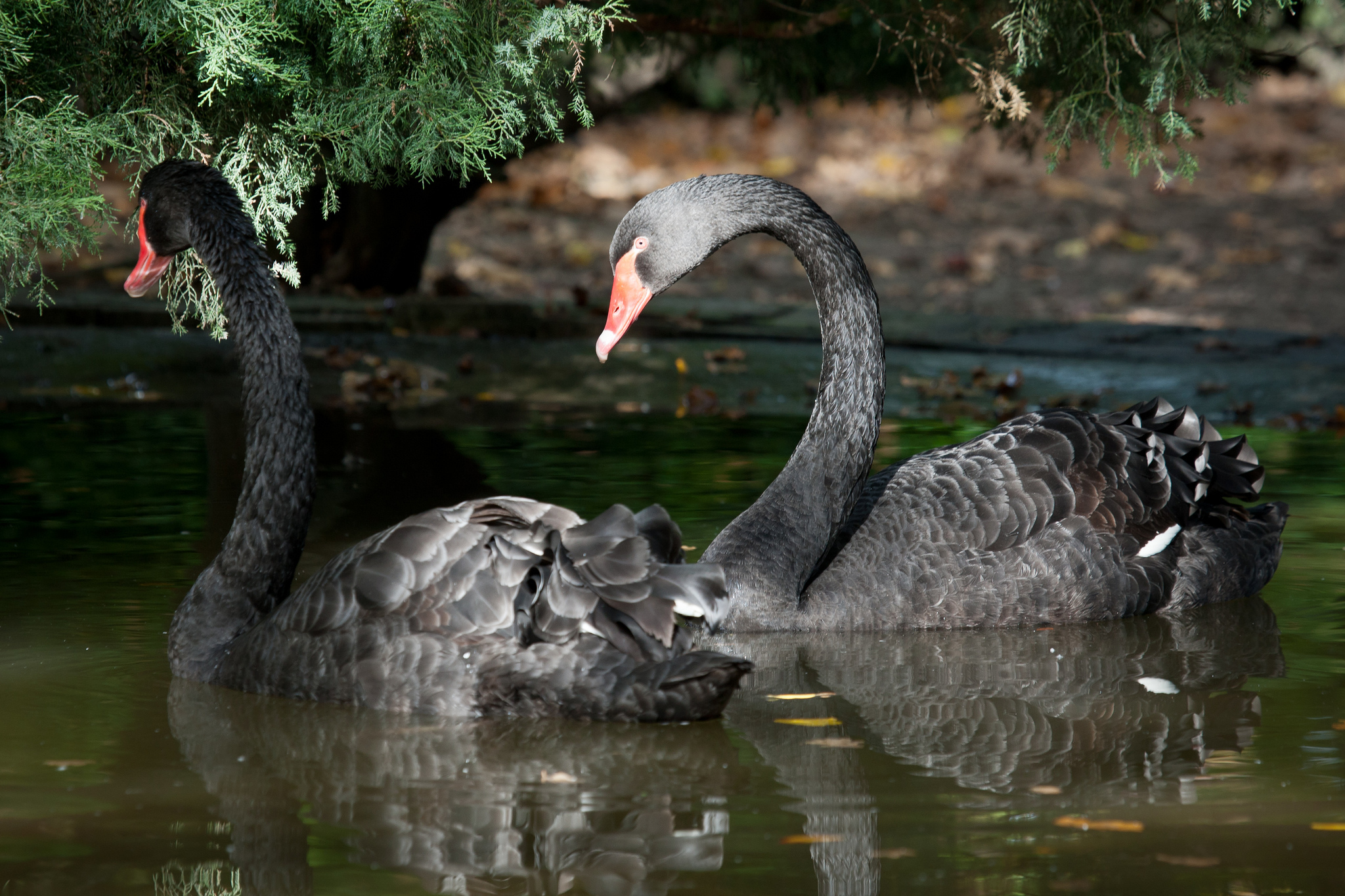 Animal Black Swan 2048x1365