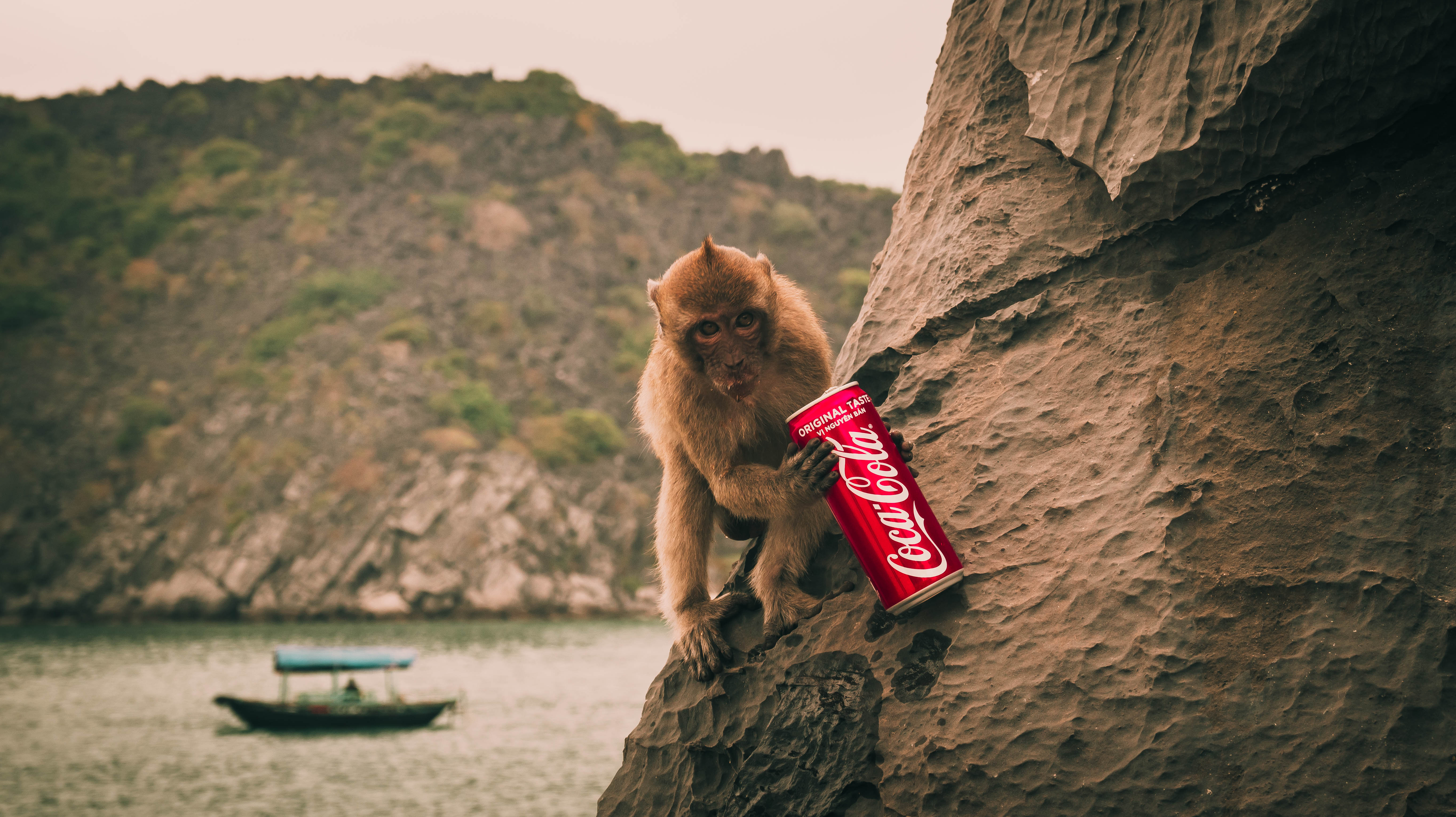 Monkey Coca Cola Island Boat Can Digital Art Photo Manipulation Animals 5456x3064