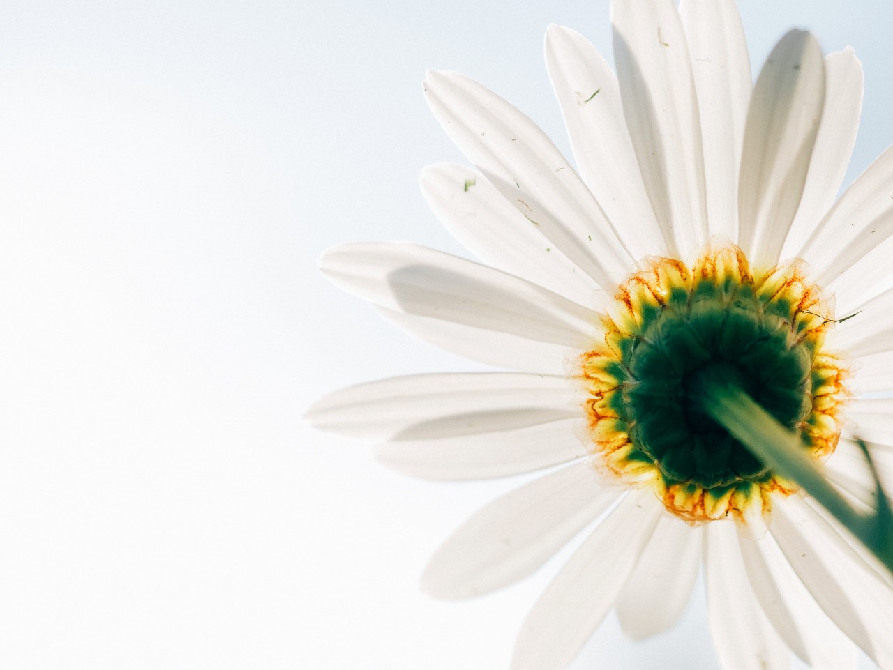 Worms Eye View Flowers Macro White Flowers Bottom View 1280x961