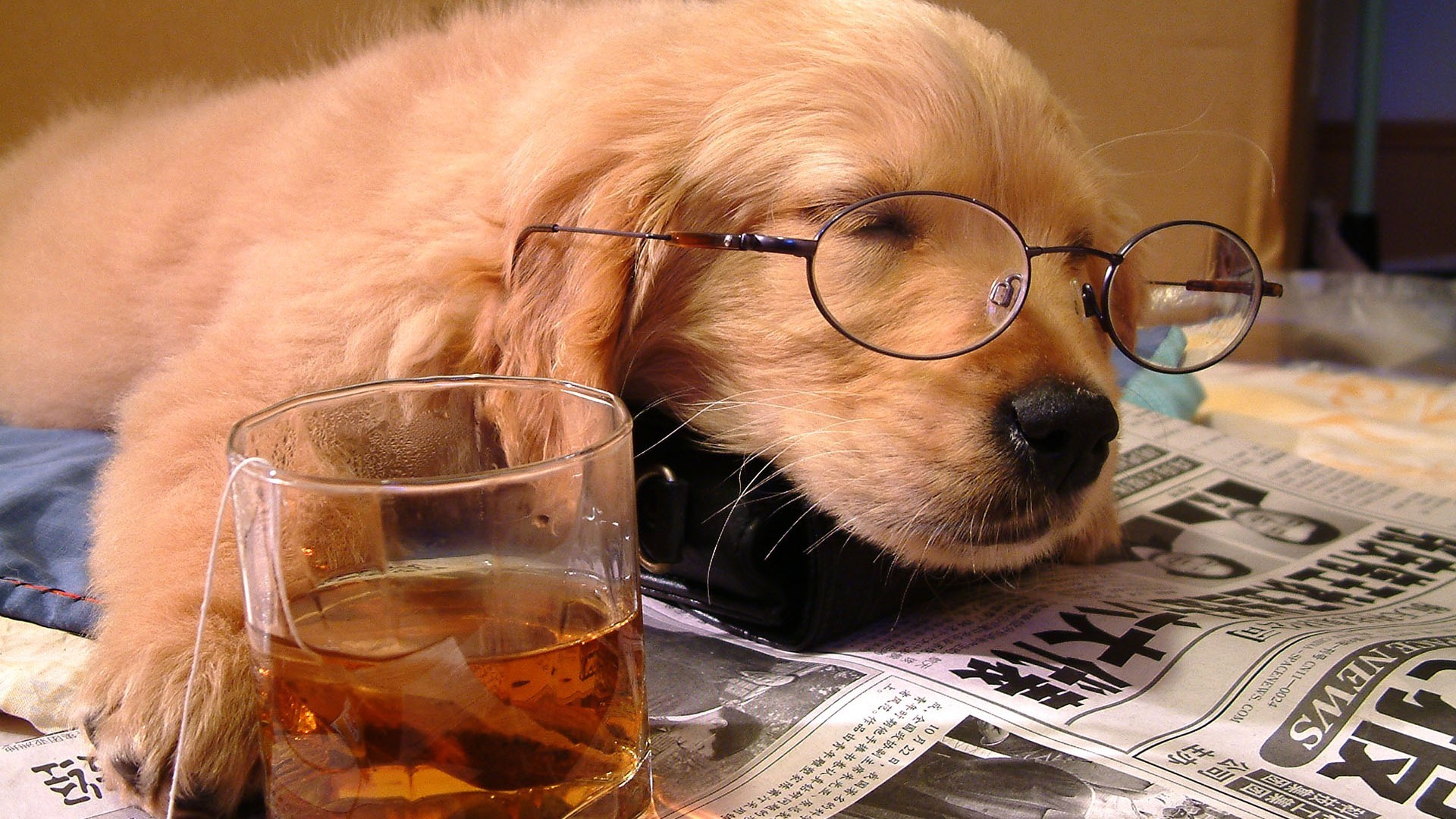 Dog Glasses Newspapers Drink Animals 1920x1080