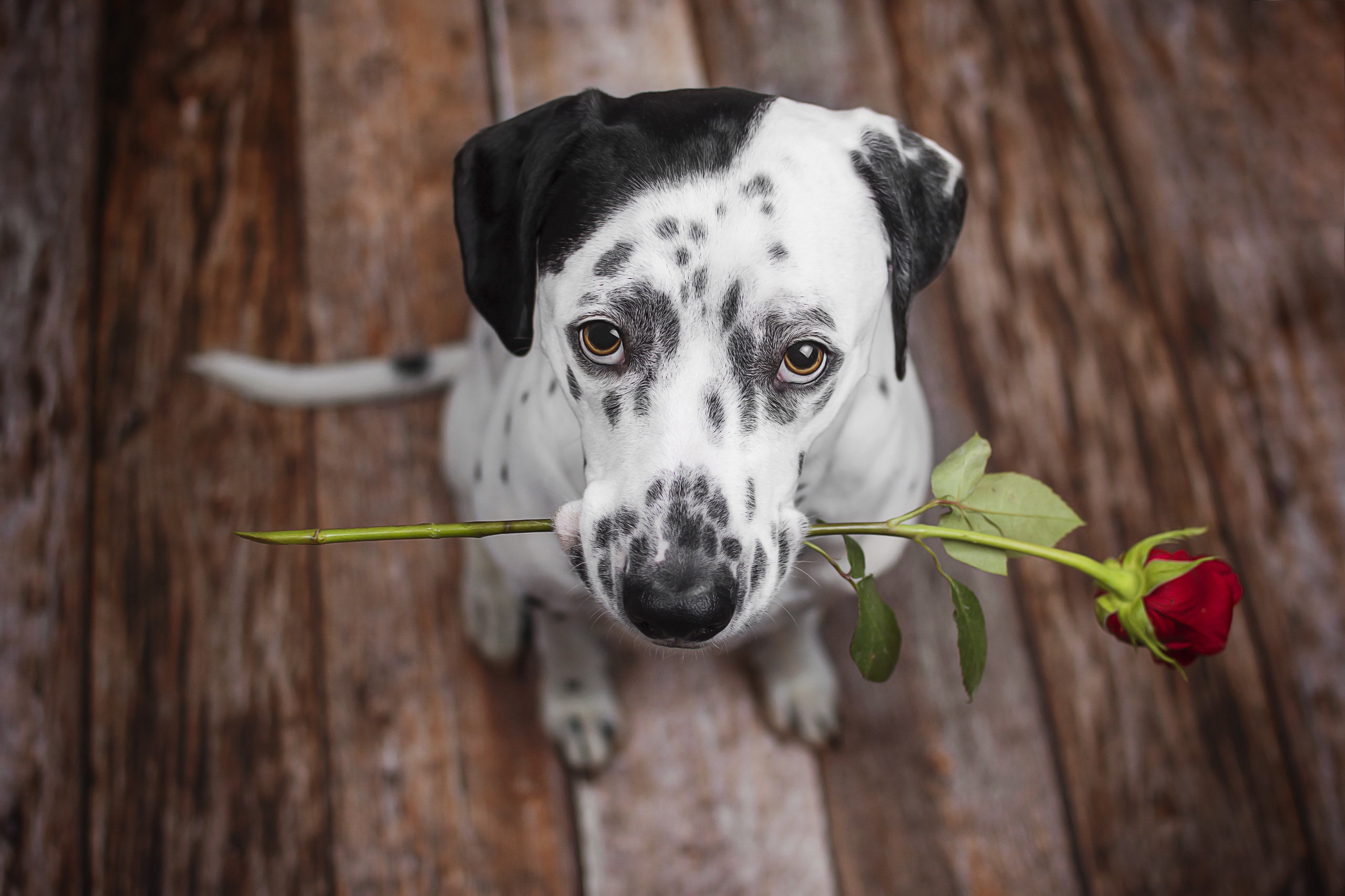 Dalmatian Dog Pet Muzzle Stare Red Rose Flower 2560x1707