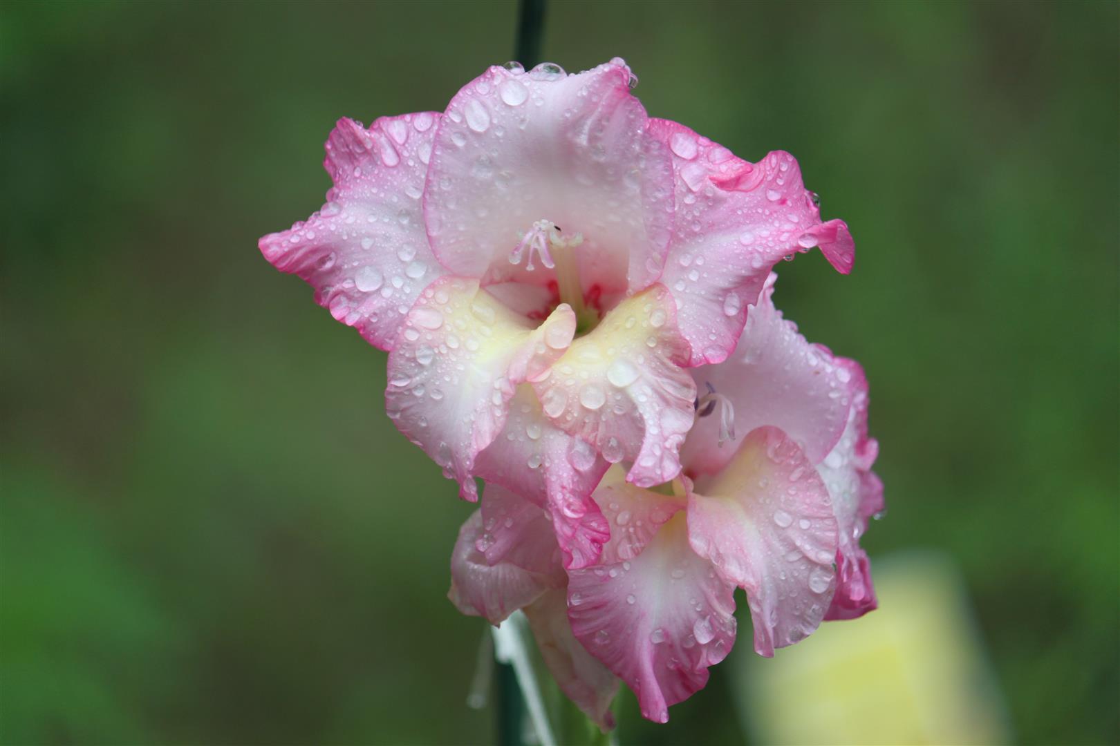 Earth Gladiolus 1620x1080