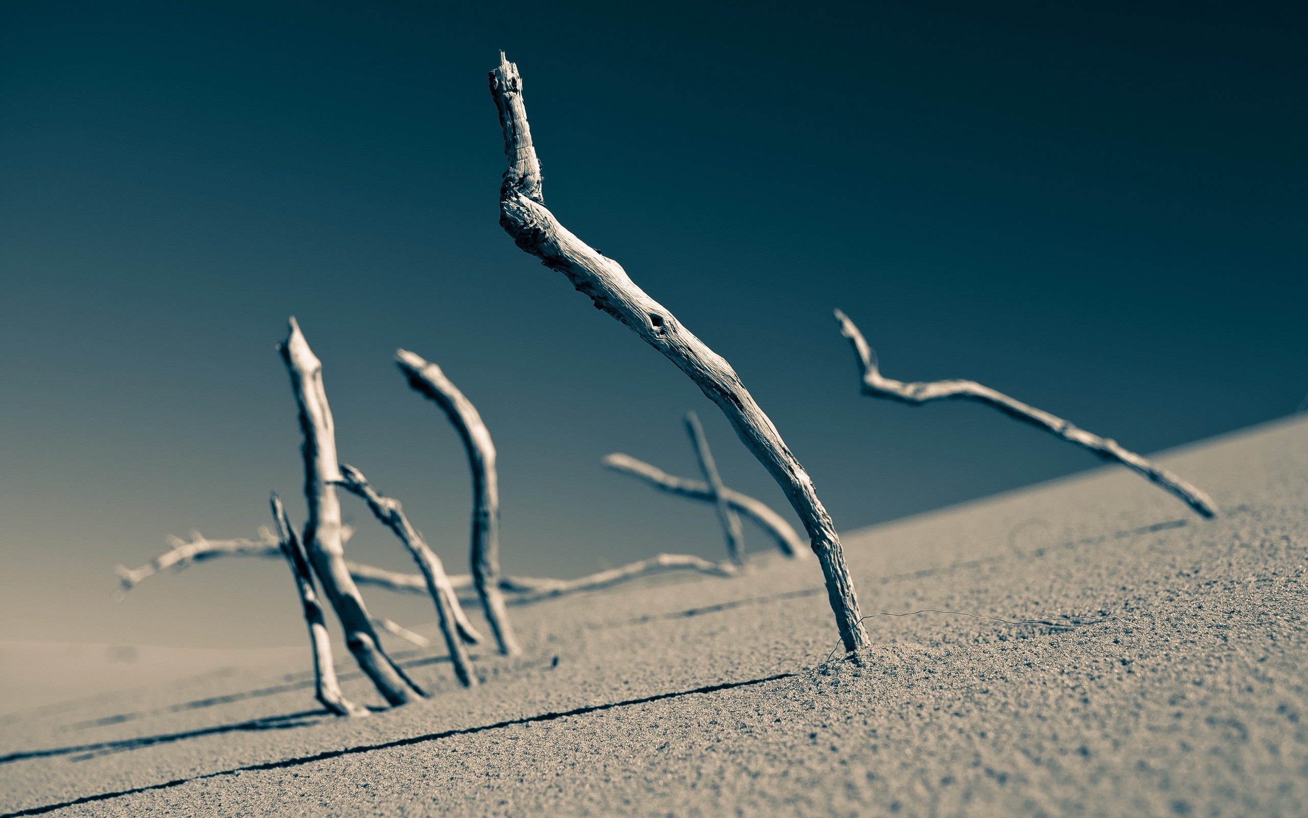 Landscape Desert Sand Depth Of Field Dead Trees 2560x1600