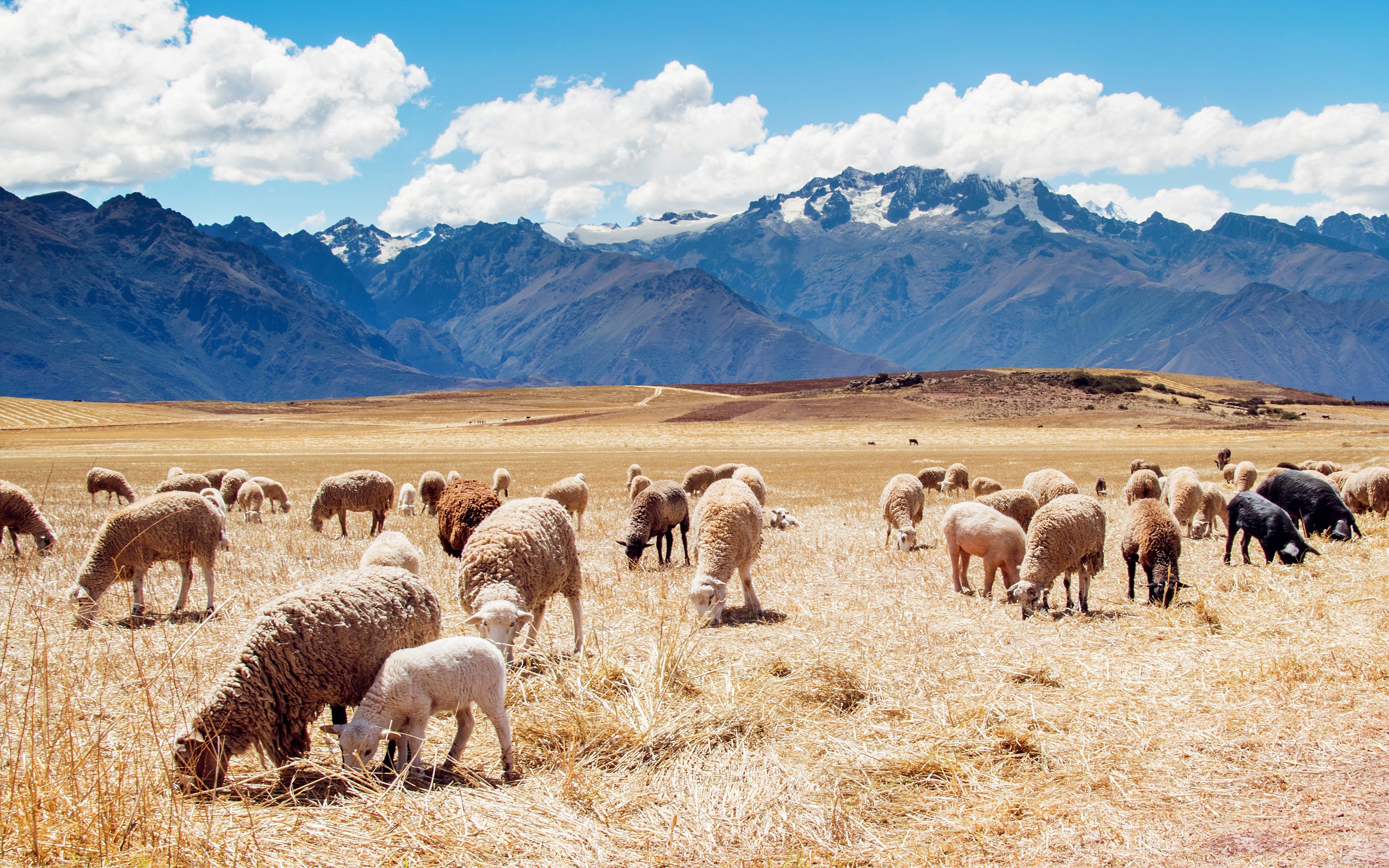 Peru Mountains Landscape Nature Animals Sheep 2880x1800