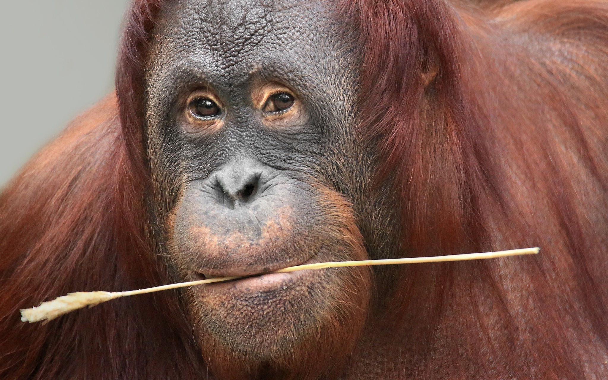 Animals Mammals Apes Orangutans 2048x1280