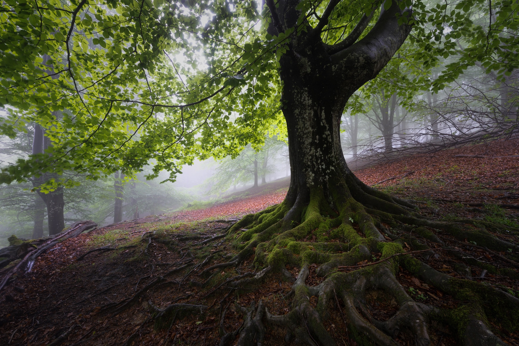Trees Plants Outdoors Roots Mist Forest 2048x1367