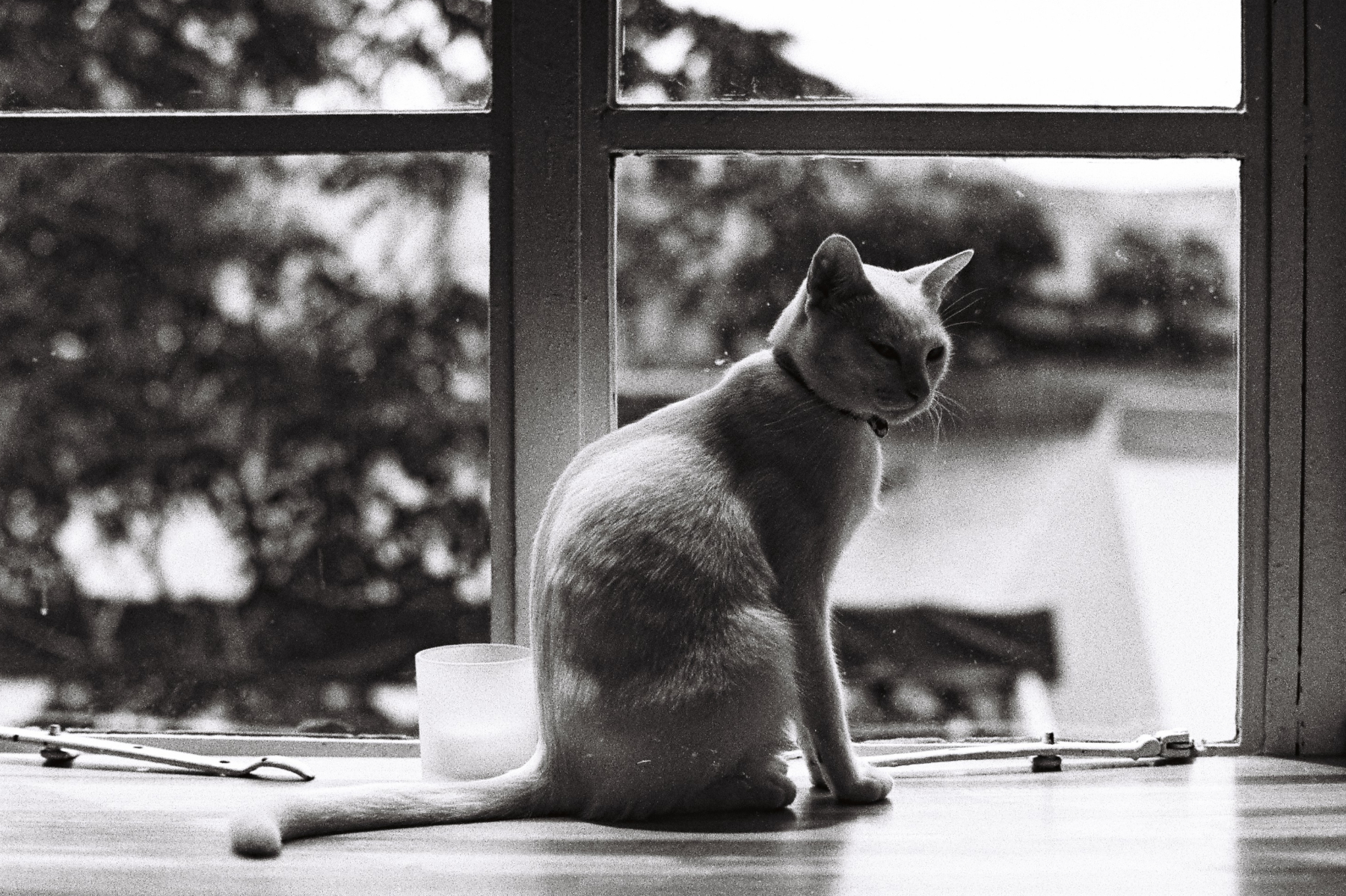 Jon Siegel Cats Monochrome Window 1800x1199