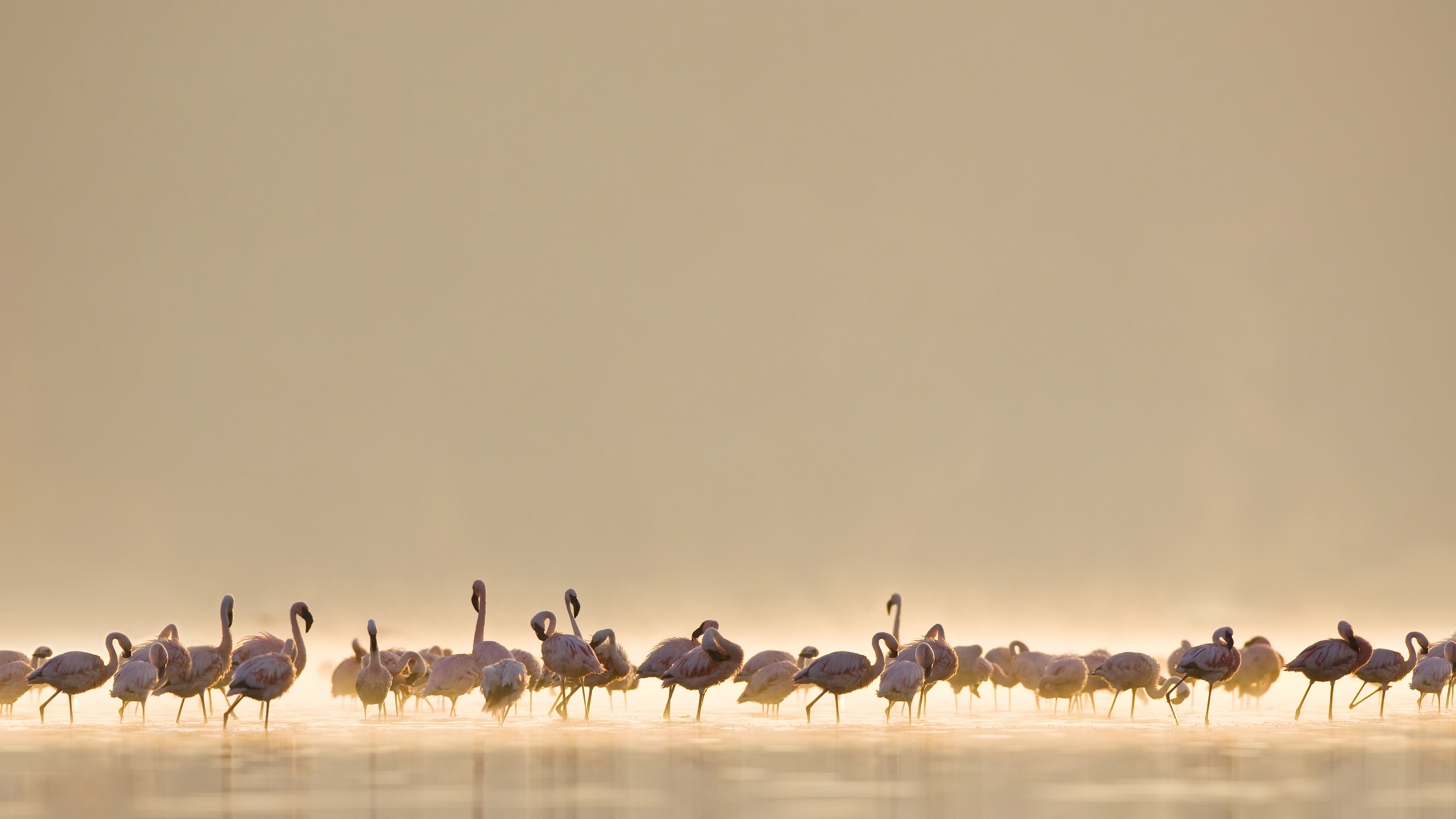 Flamingos Birds Animals 5120x2880